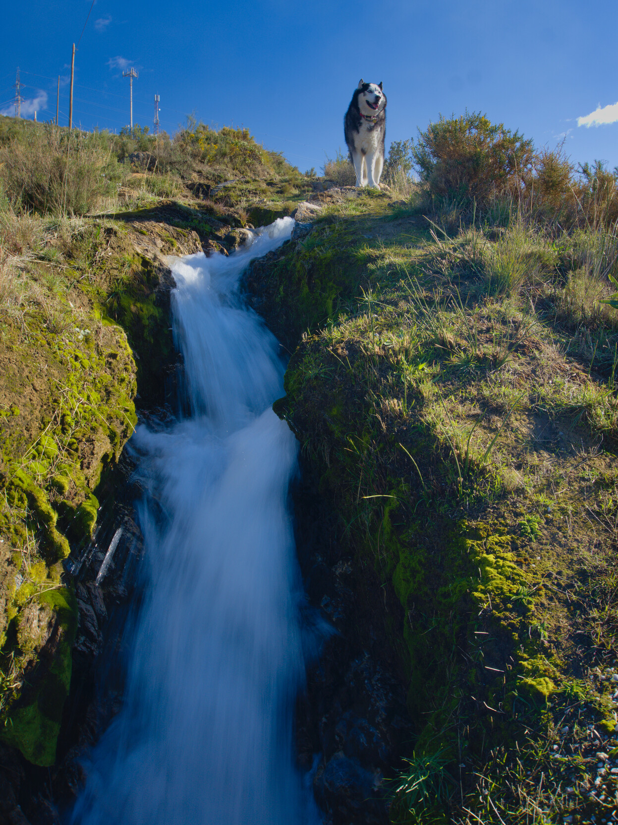 Siberian Husky sat above a waterfall