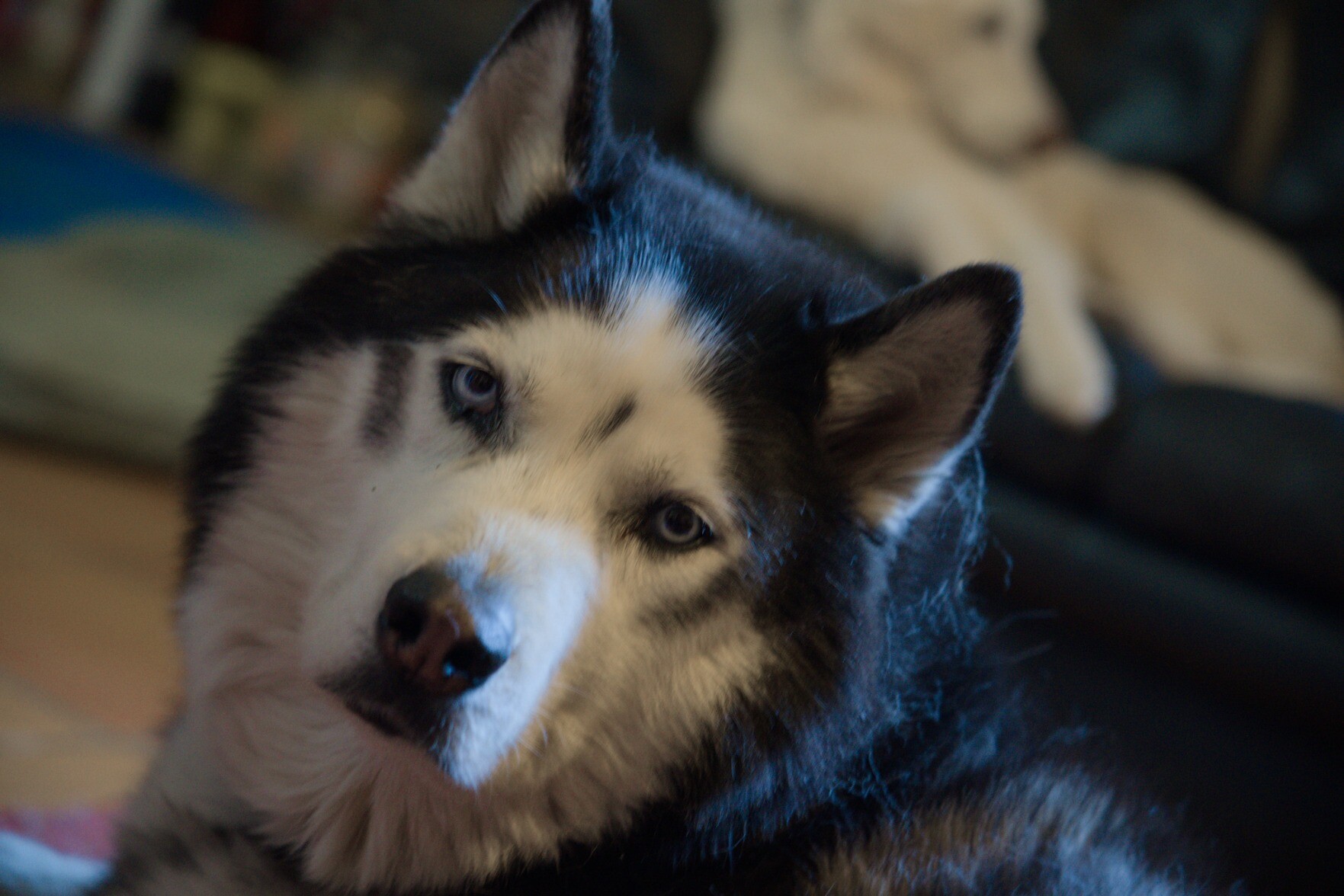 Head image of a Siberian Husky/Malumte cross dog looking at the camera