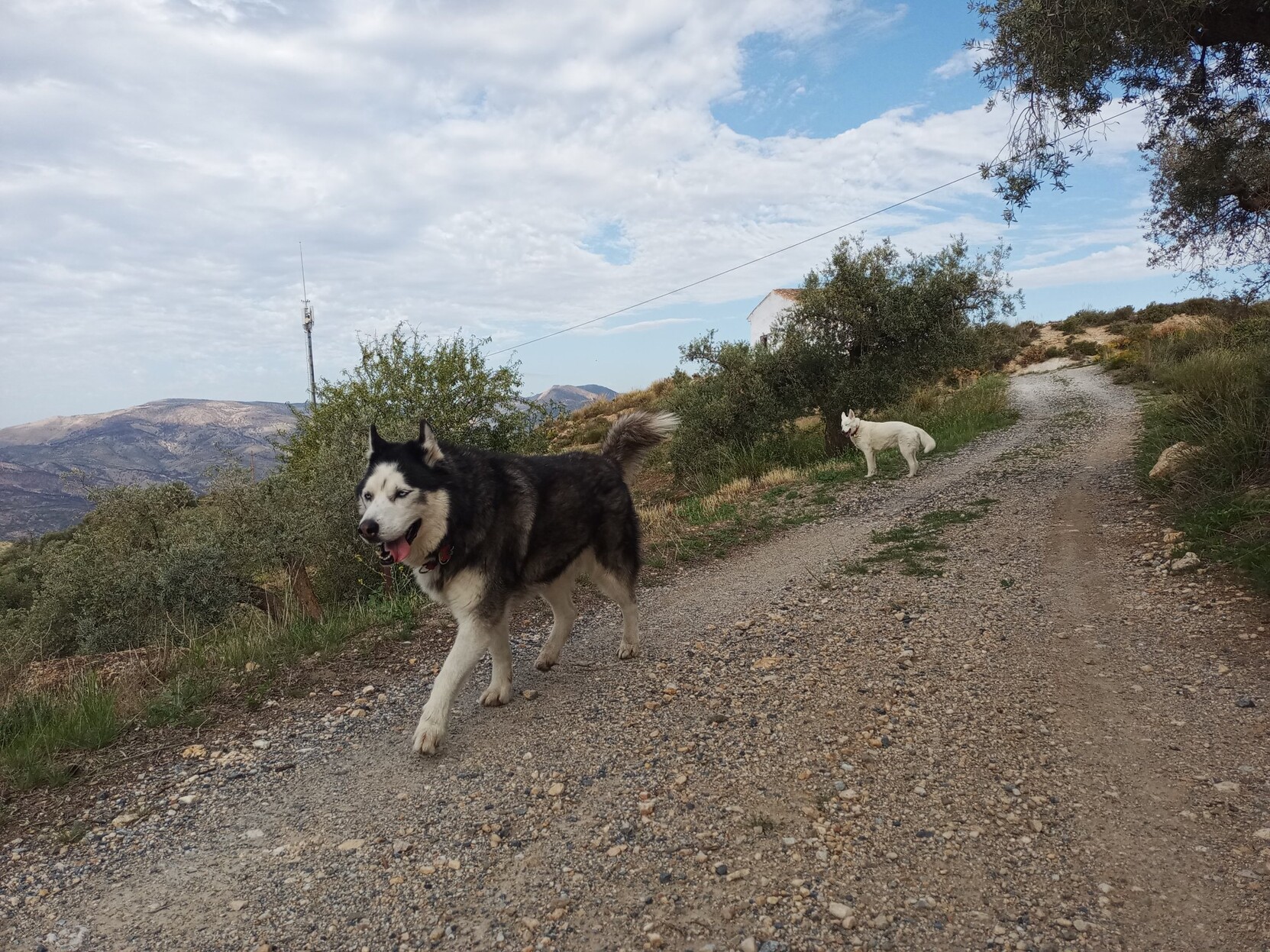A Siberian husky dog trots happily along a dirt road. Another white dog behind. The sky is mainly white with clouds