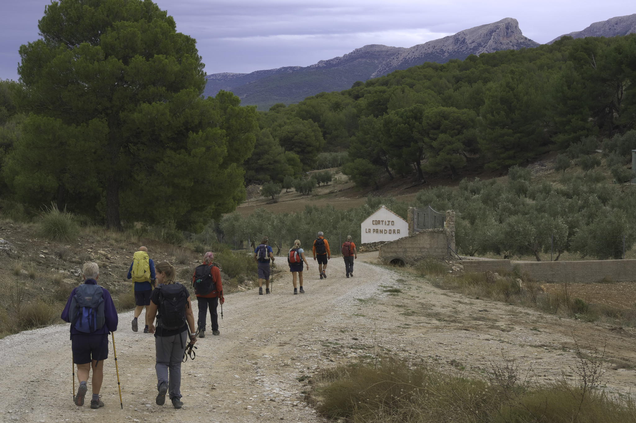 Group of hikers walking down a dirt road. A sharp ridged mountain lies behind them coming out of the tree line