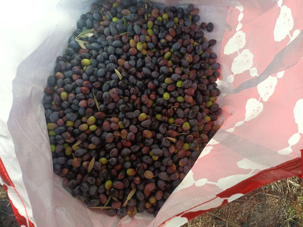 A load of colored olives in a bag