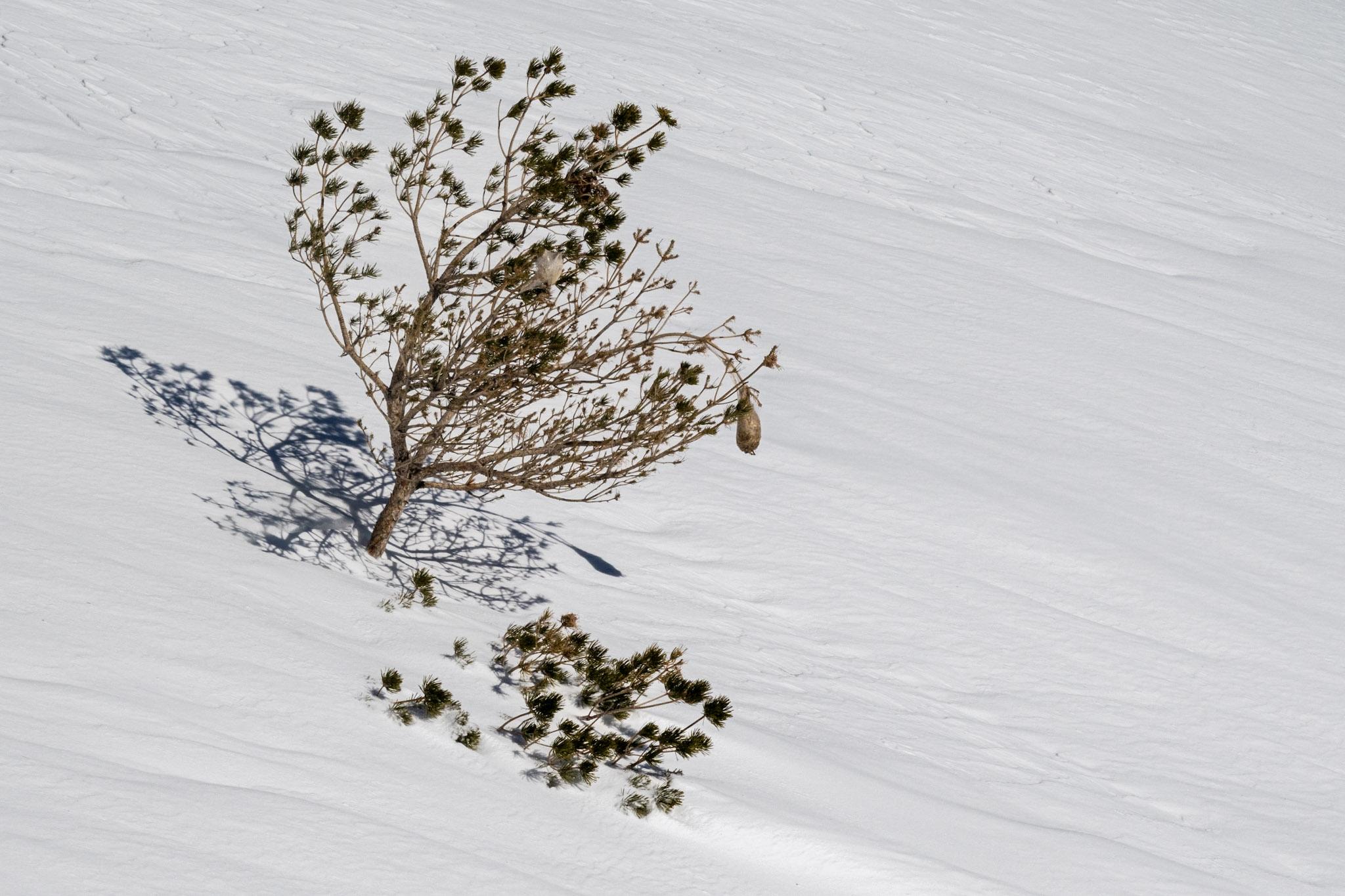 A solitary bare bush is peaking out of the surrounding snows
