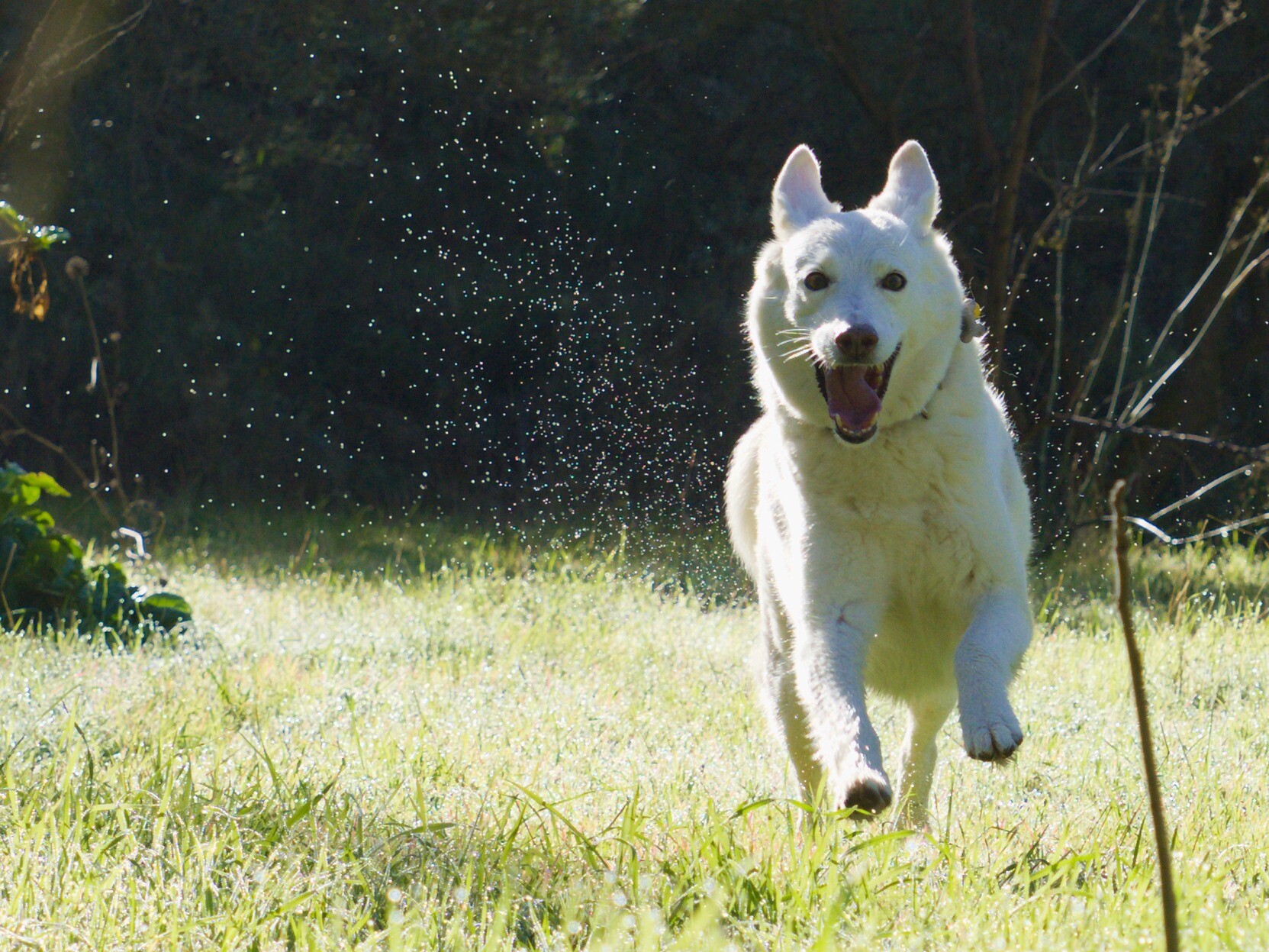 White dog plunging through wet morning grasses, obviously enjoying herself