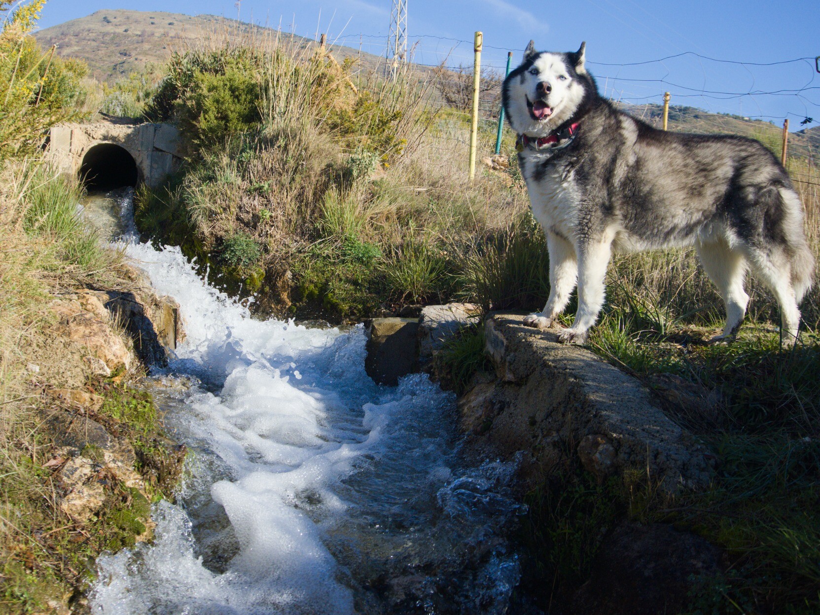 Siberian husky stood by flowing stream in Spain