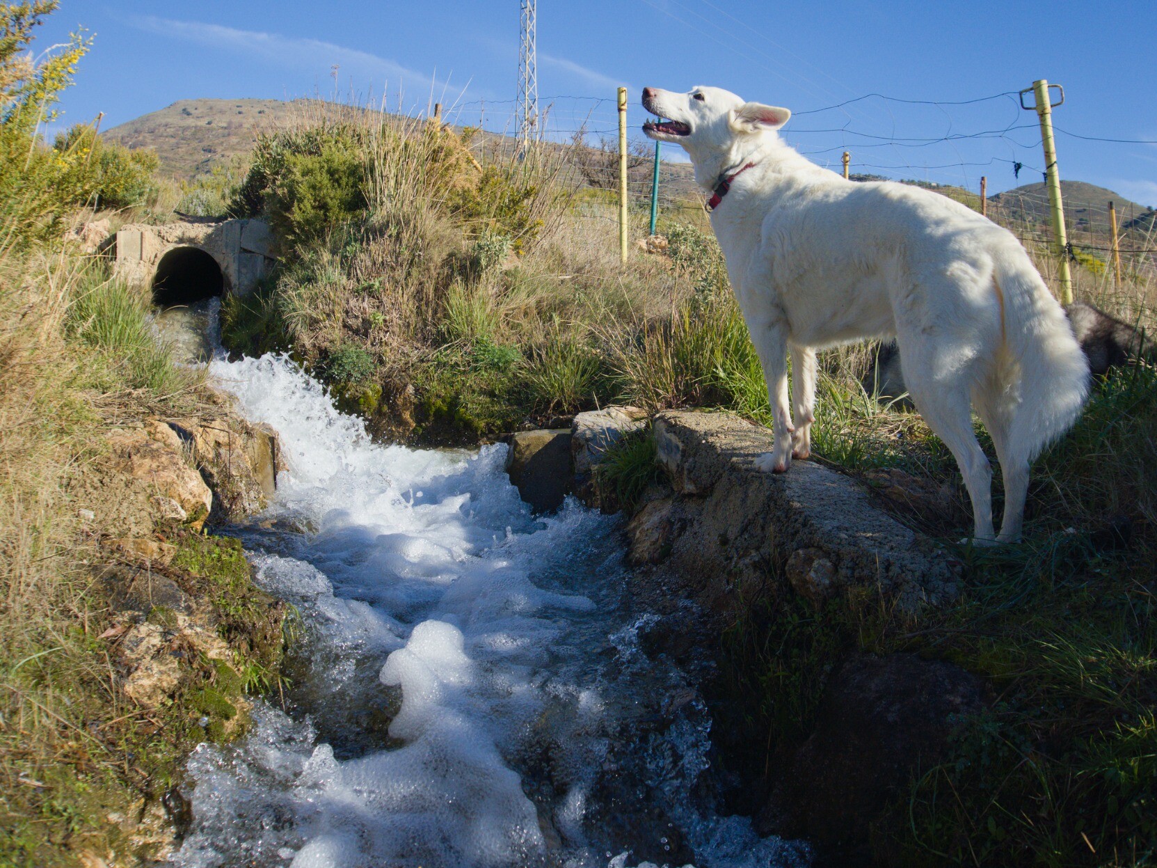 White dog stood by flowing stream in Spain