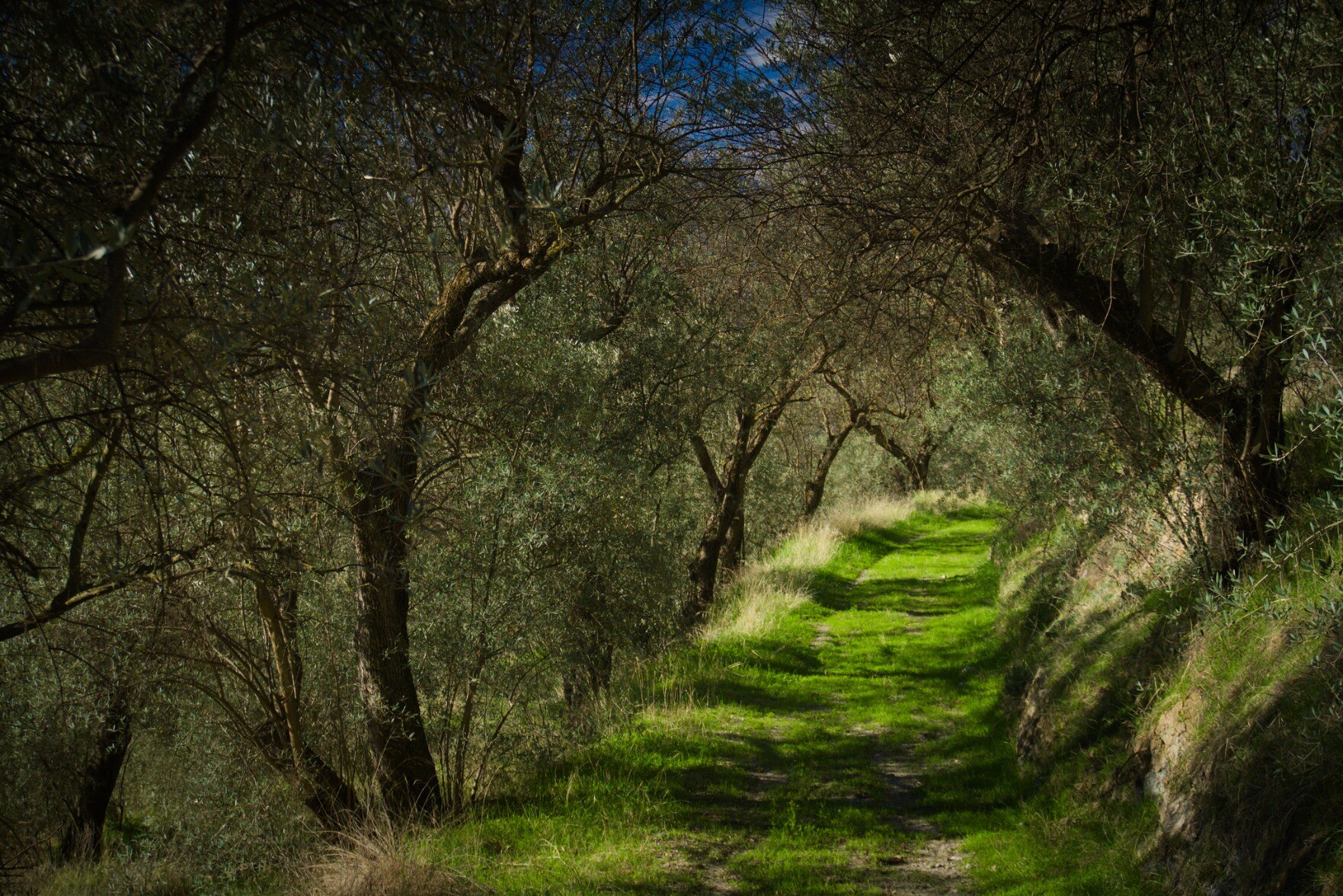 An olive tree terrace in Spain with dark shadows and bright green areas where the sun shines through