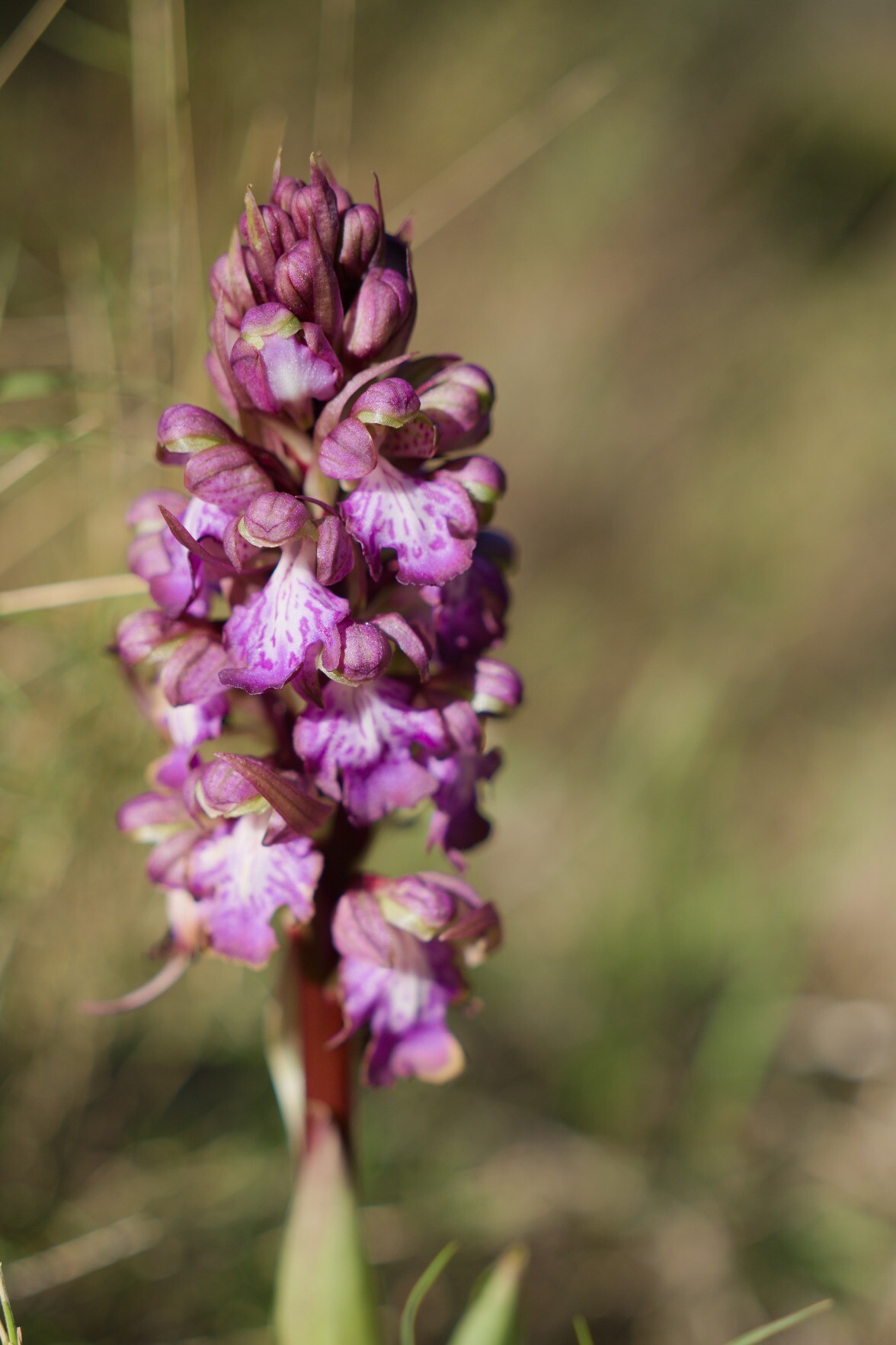 Close up of a Giant Orchid in Spain