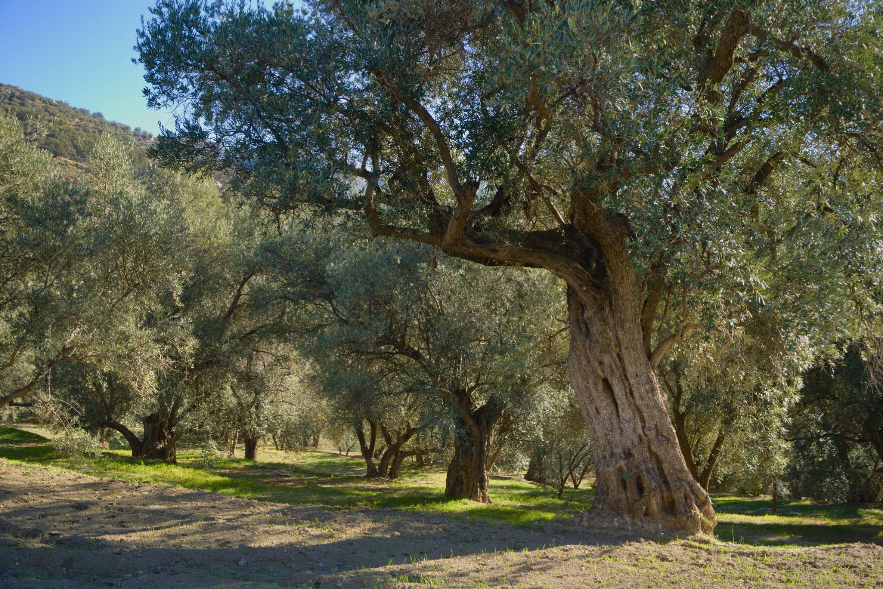 An grand old olive tree on a beautiful terrace lit by morning light