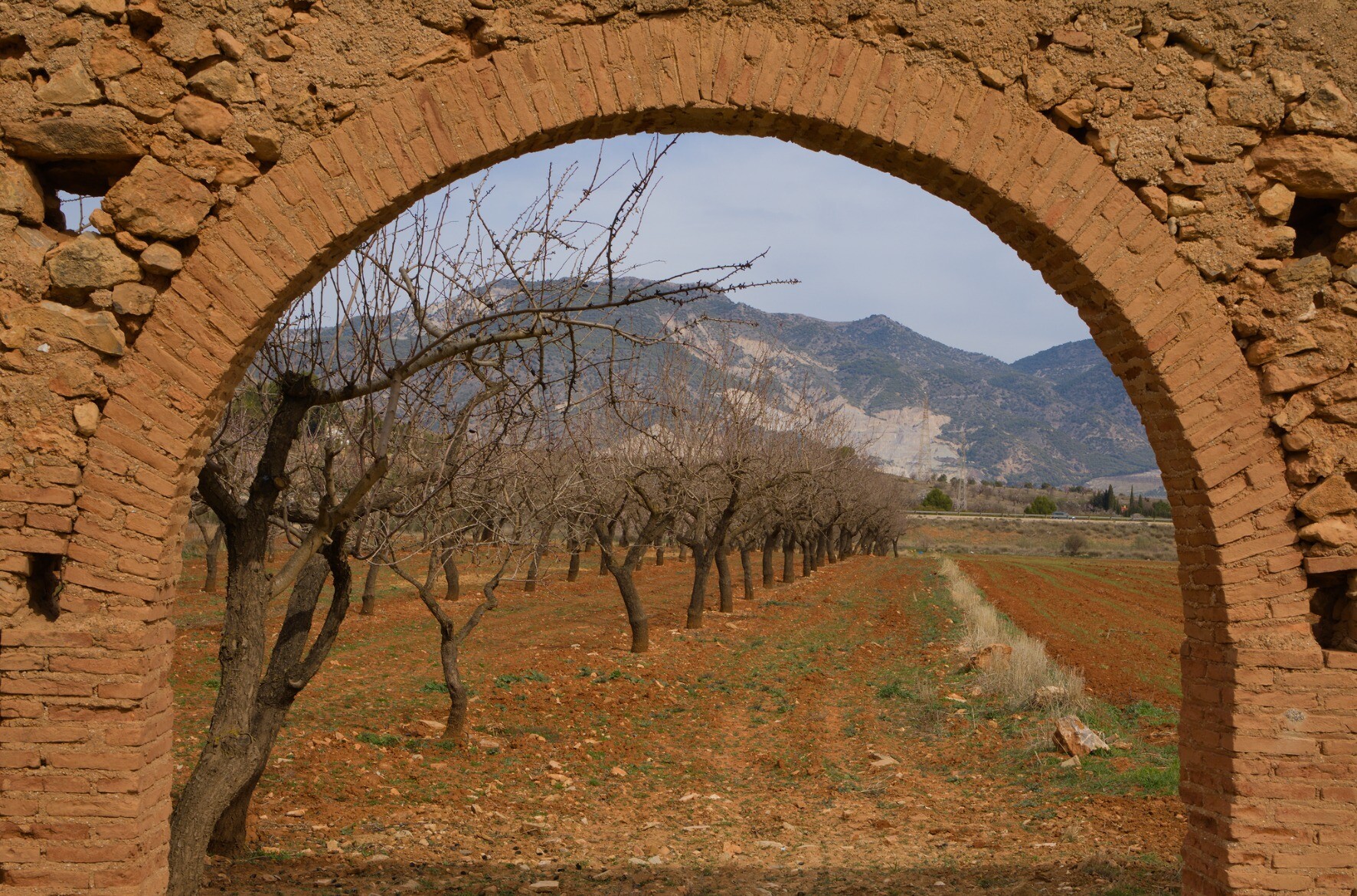 Almond groves silhouetted by an arch