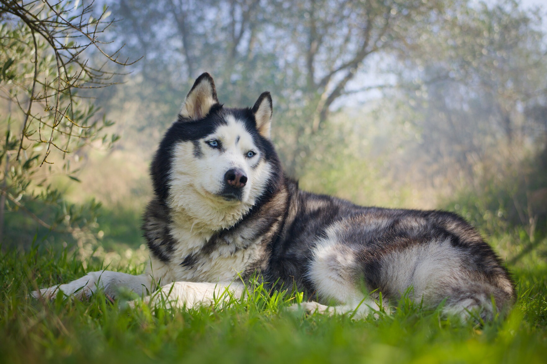 Siberian husky dog sat on a green forest floor surrounded by trees
