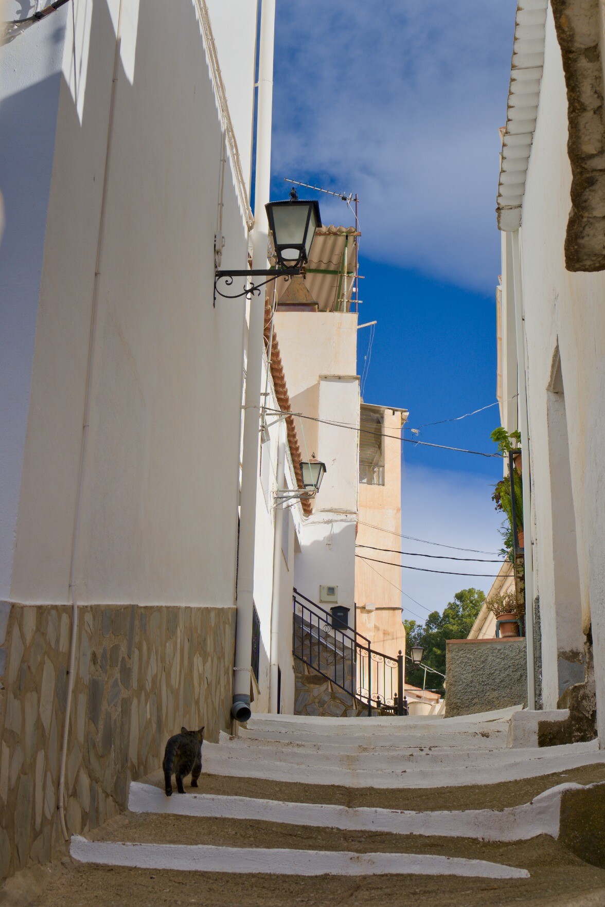 Cat walking up a spanish village street. Blue sky above