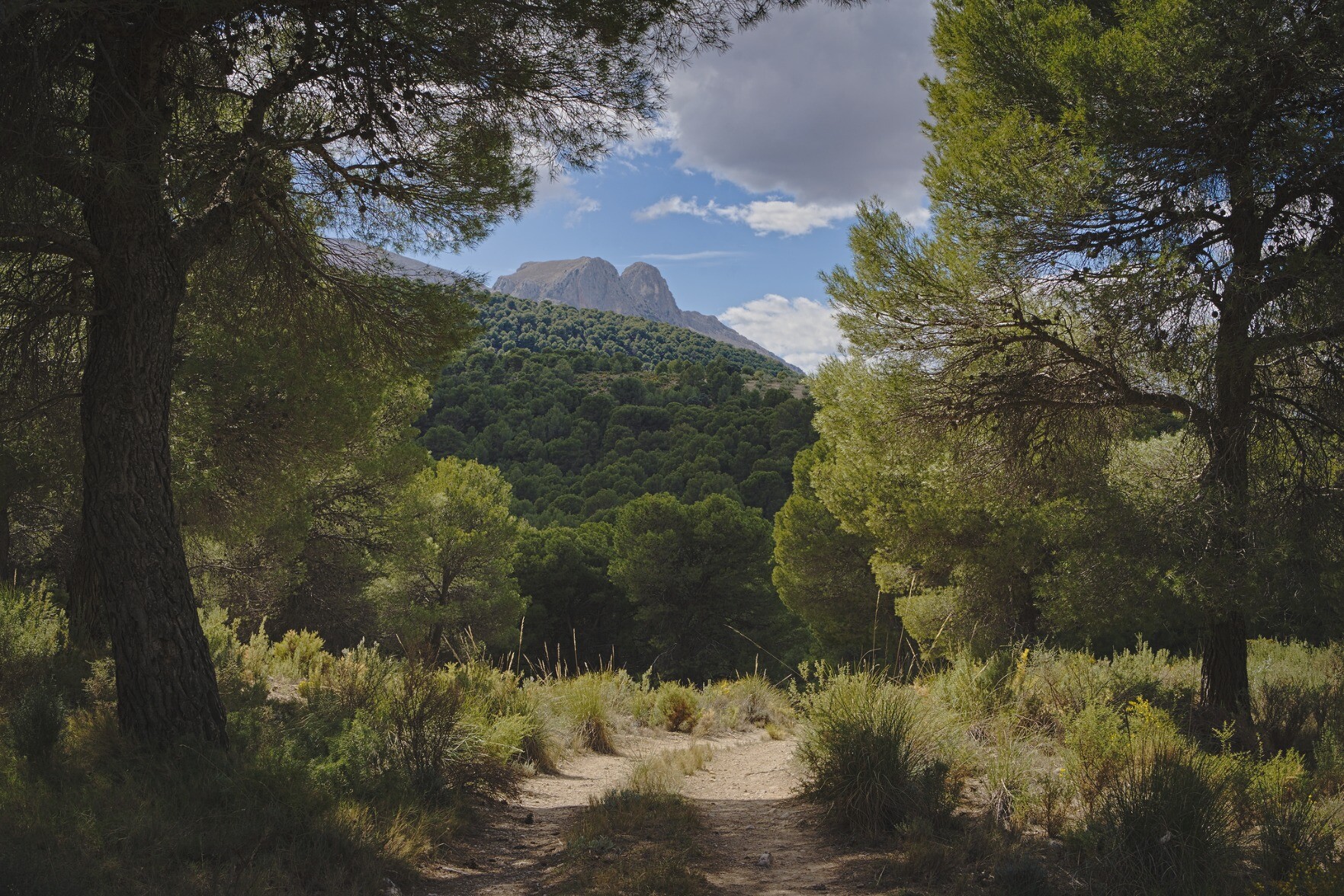 A path leads towards some distant mountains framed by two large trees 