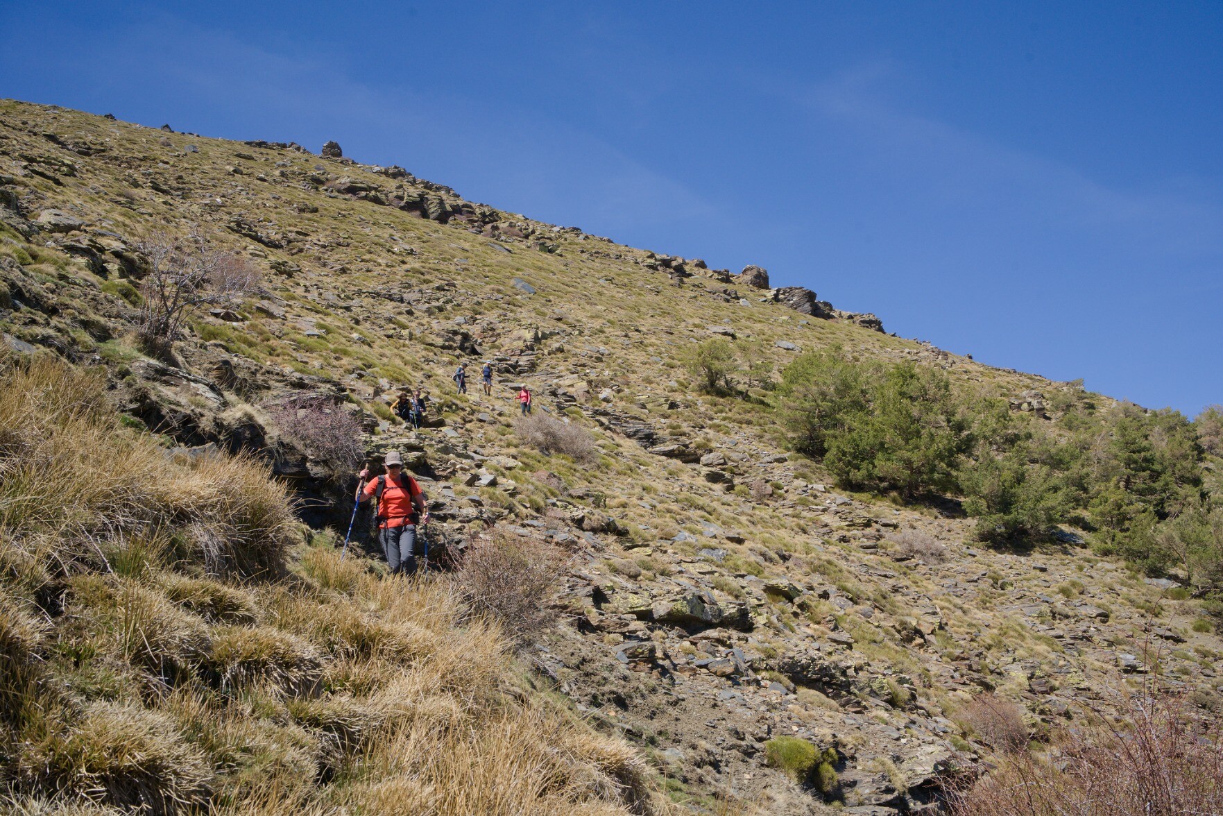 Hikers traversing and descending a steep shrub covered hillside