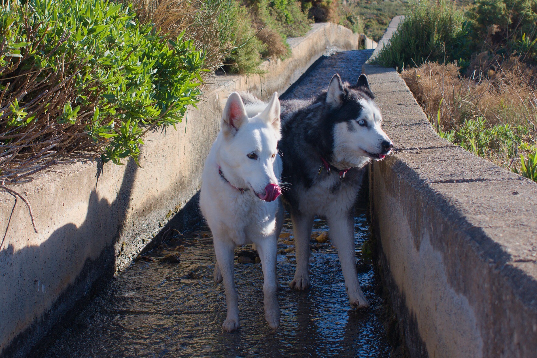 Two dogs stand in an irrigation channel cooling off. There is a white dog and a siberian husky