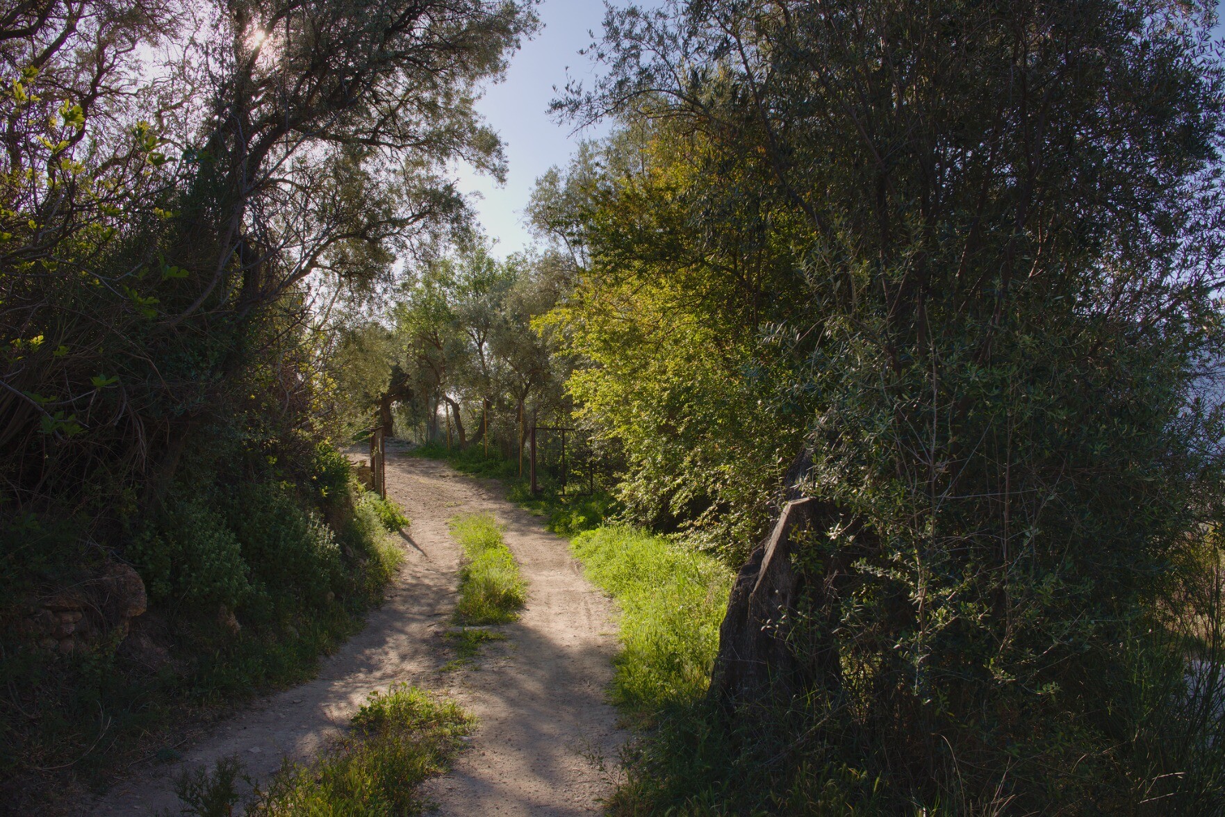 A early morning sunlit lane in Spain. The lane is in bright sunshine whilst the surrounding trees are dark and in shade