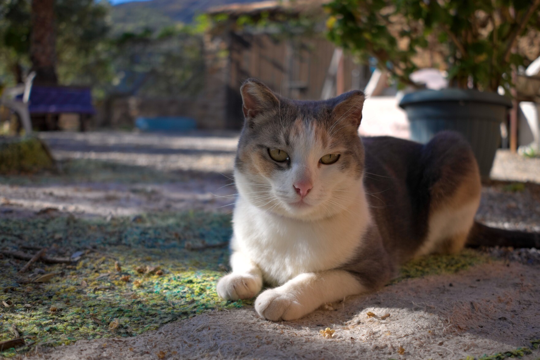 A brown and white cat sits contentedly on a mat in a garden