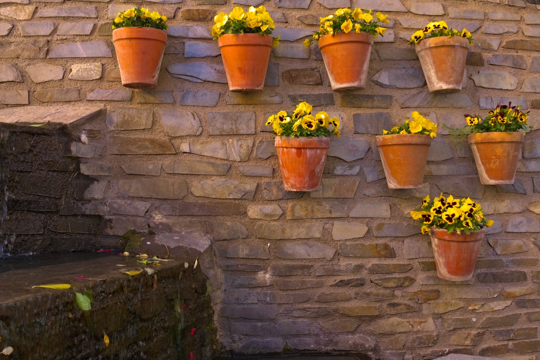Rows of colourful bright yellow flower pots stand in lines next to some trickling water fountain 