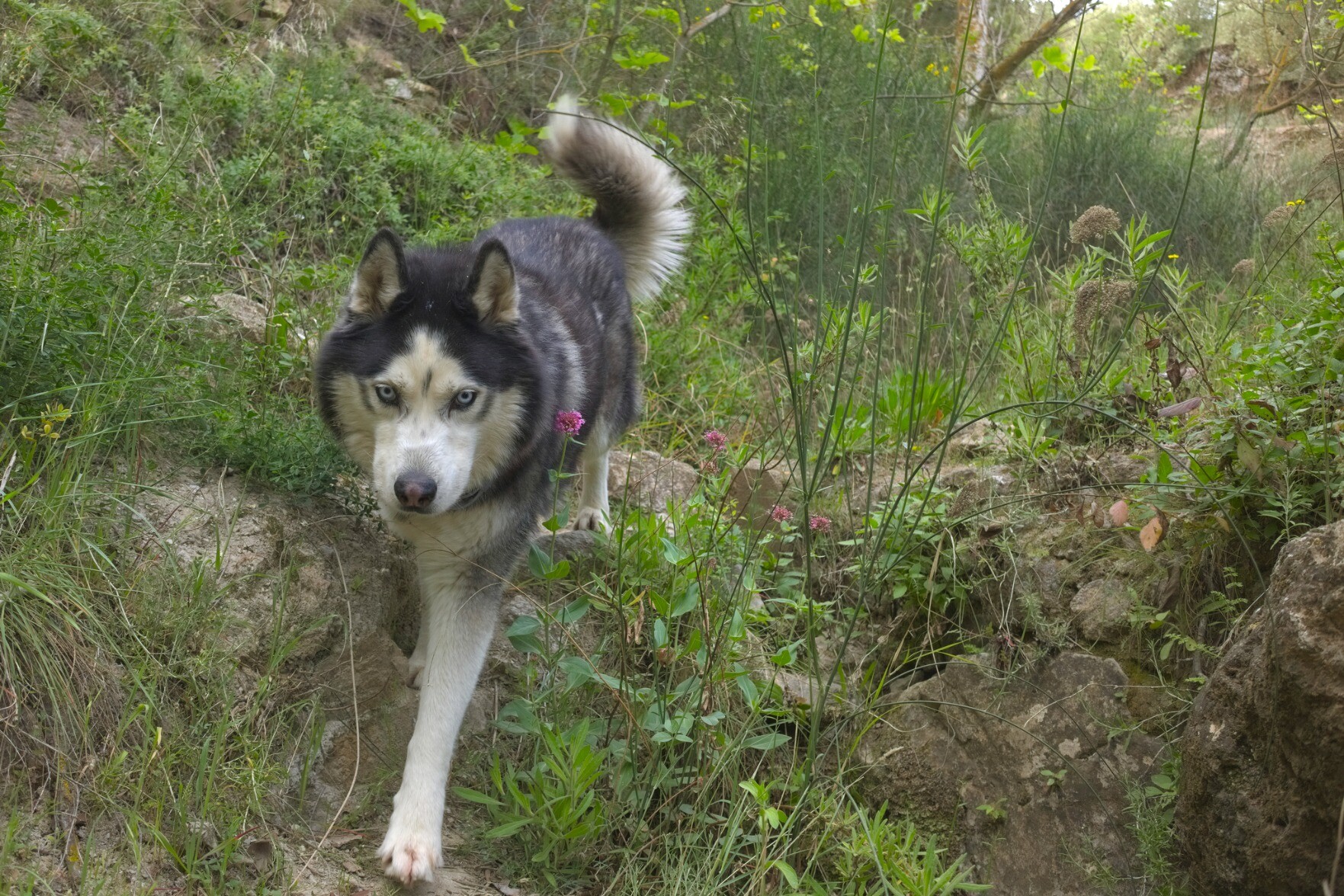 A siberian husky dog with blue eyes is seen coming down through some lush green land