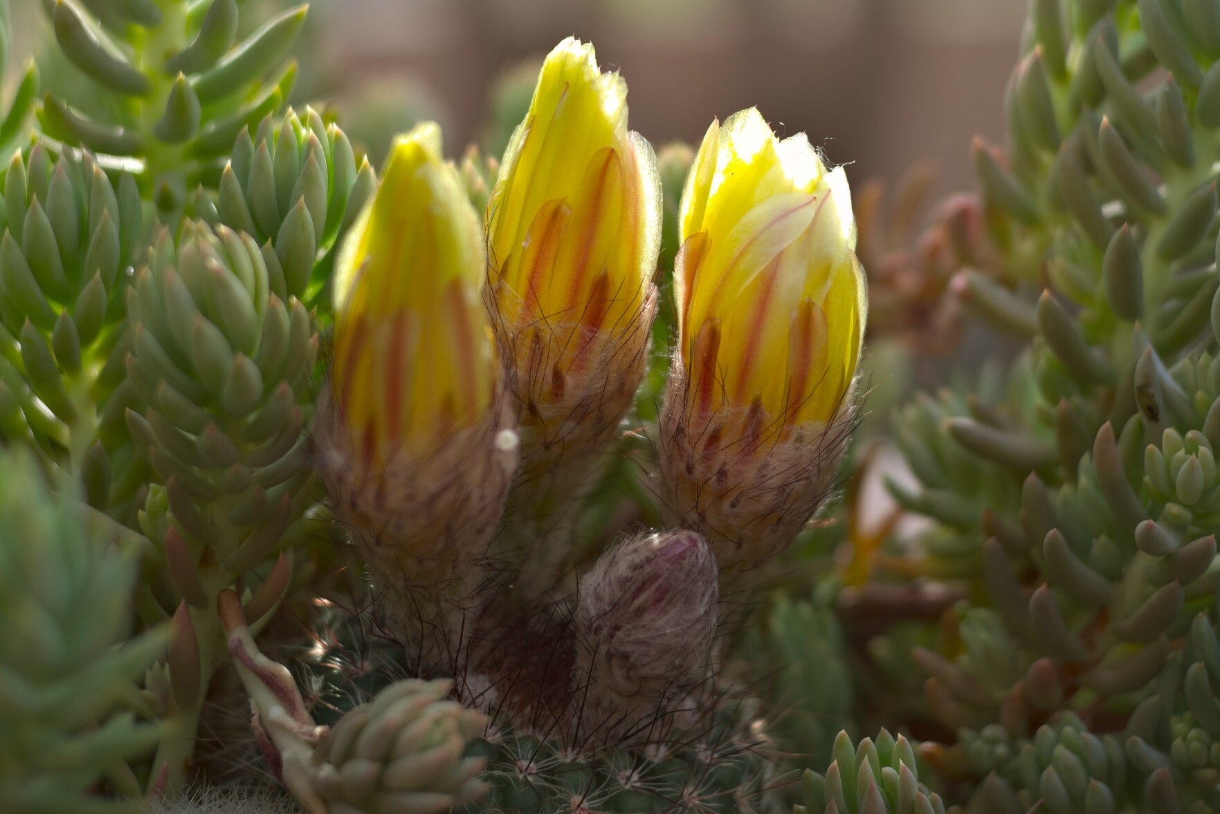 Three yellow cactus plants sit amid a lot of green ones