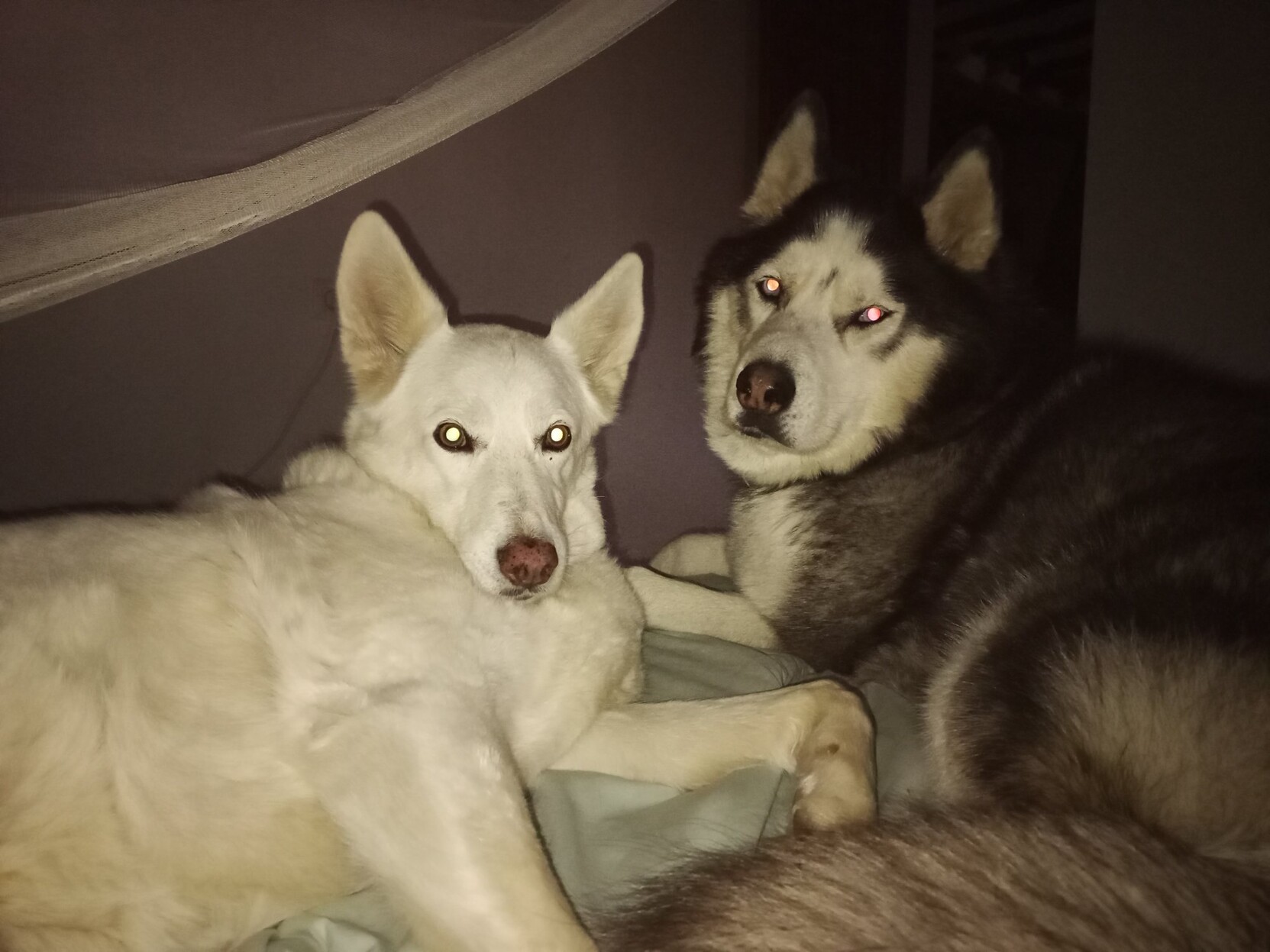 An all white dog sits to the left if the bed, the husky to the right. Both stare at the camera 