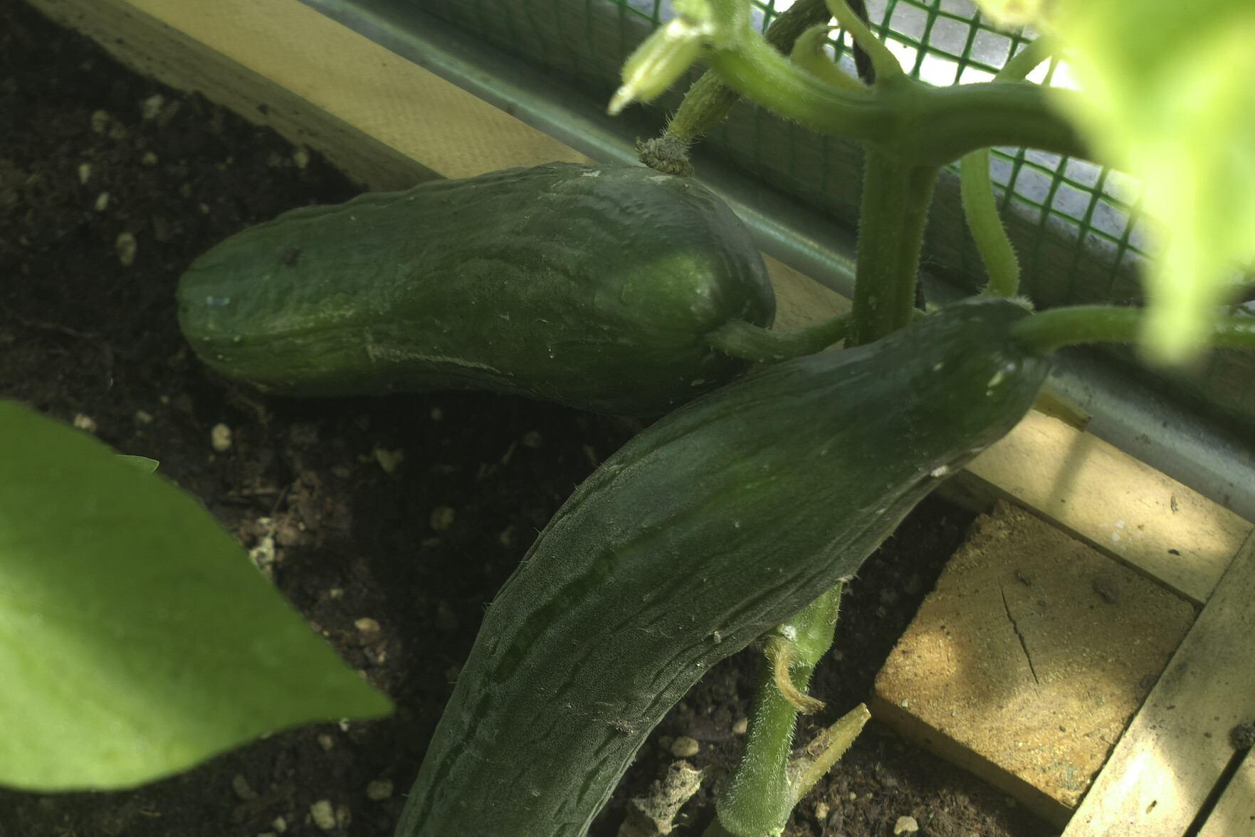 Cucumbers ready for eating