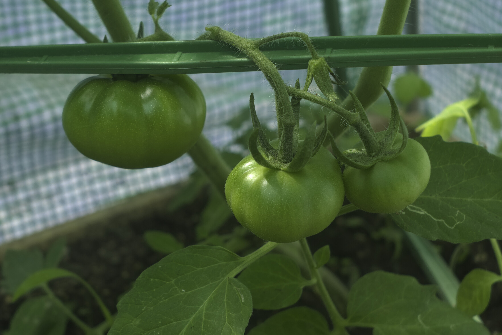 Green tomatoes hanging off a vine