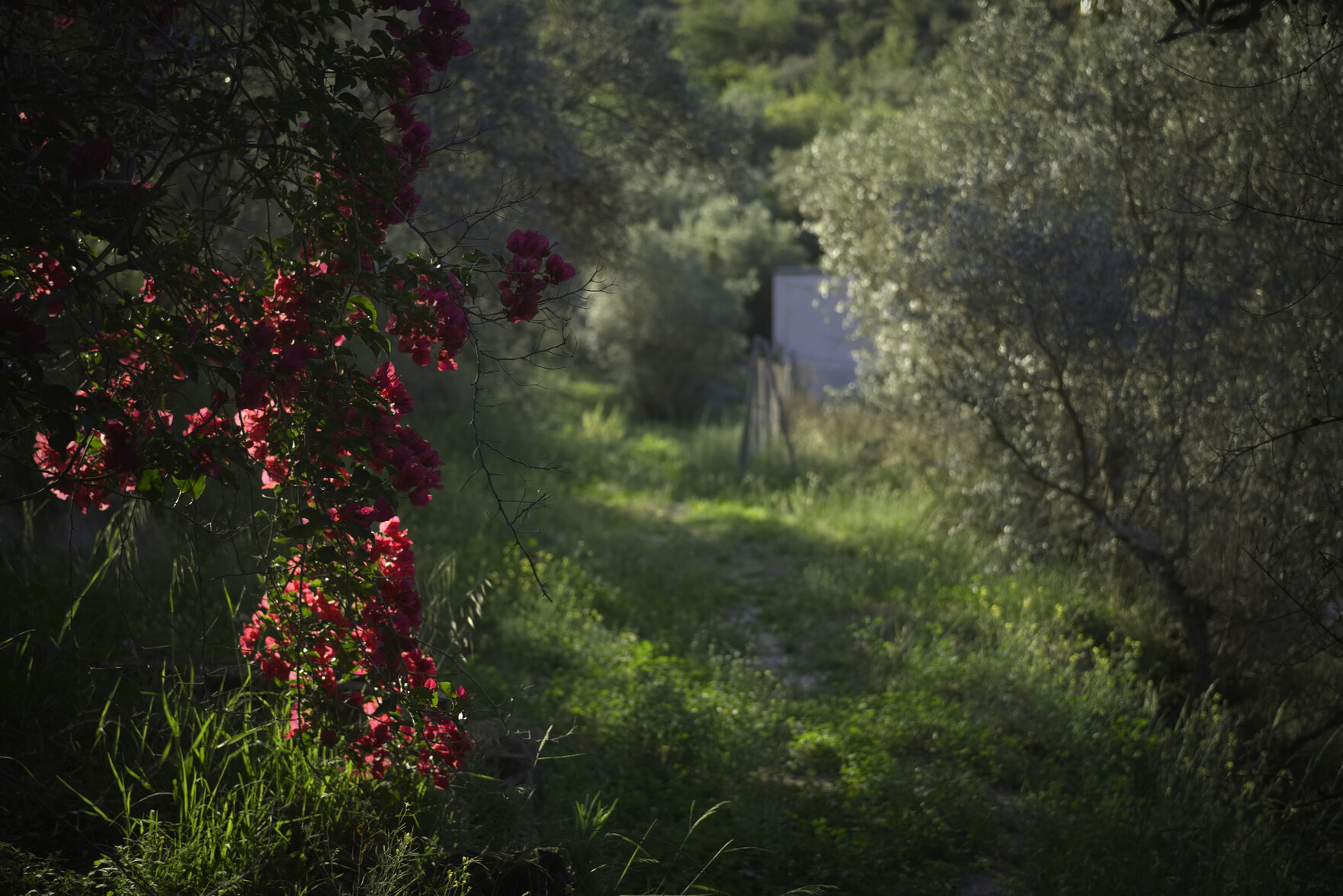 Some bright red/purple bougainvillea plants are in the near left foreground. To the right a green path winds its way down to a sunlit area