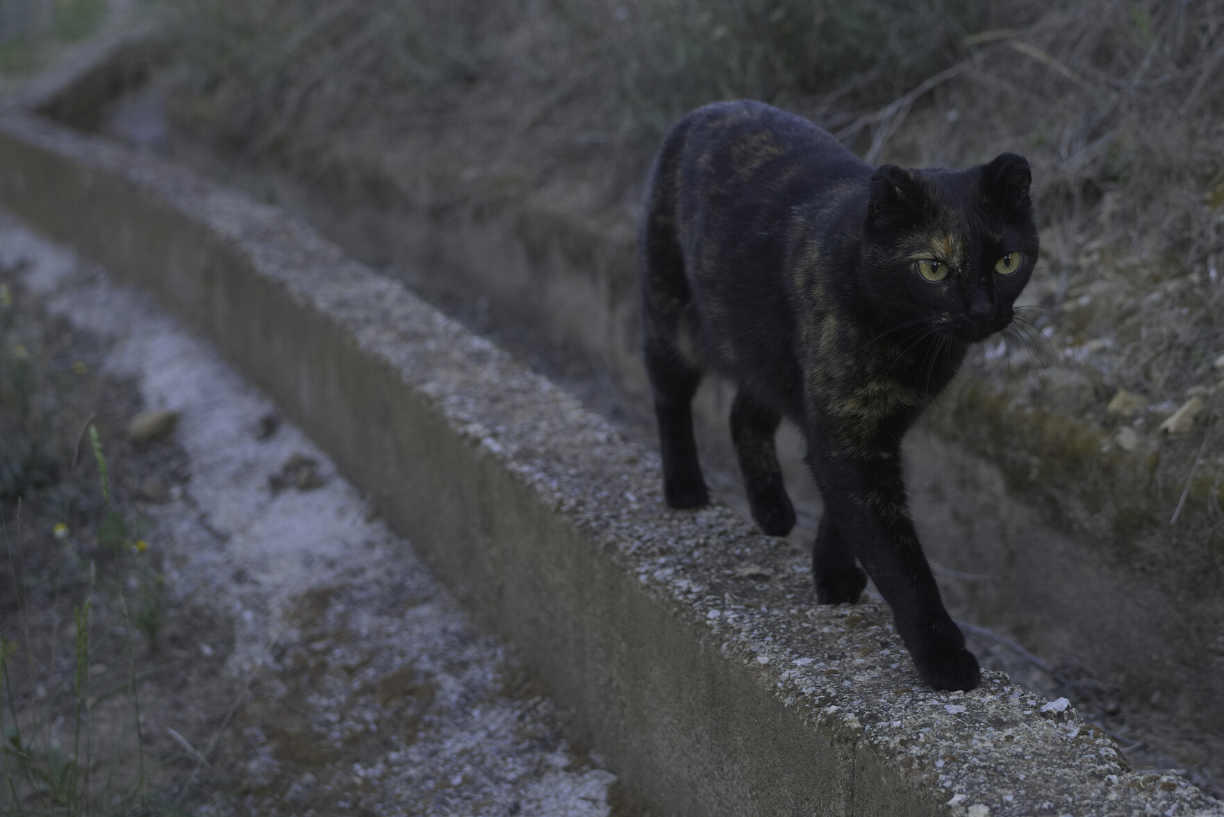 A black cat walks alongside an irrigation channel
