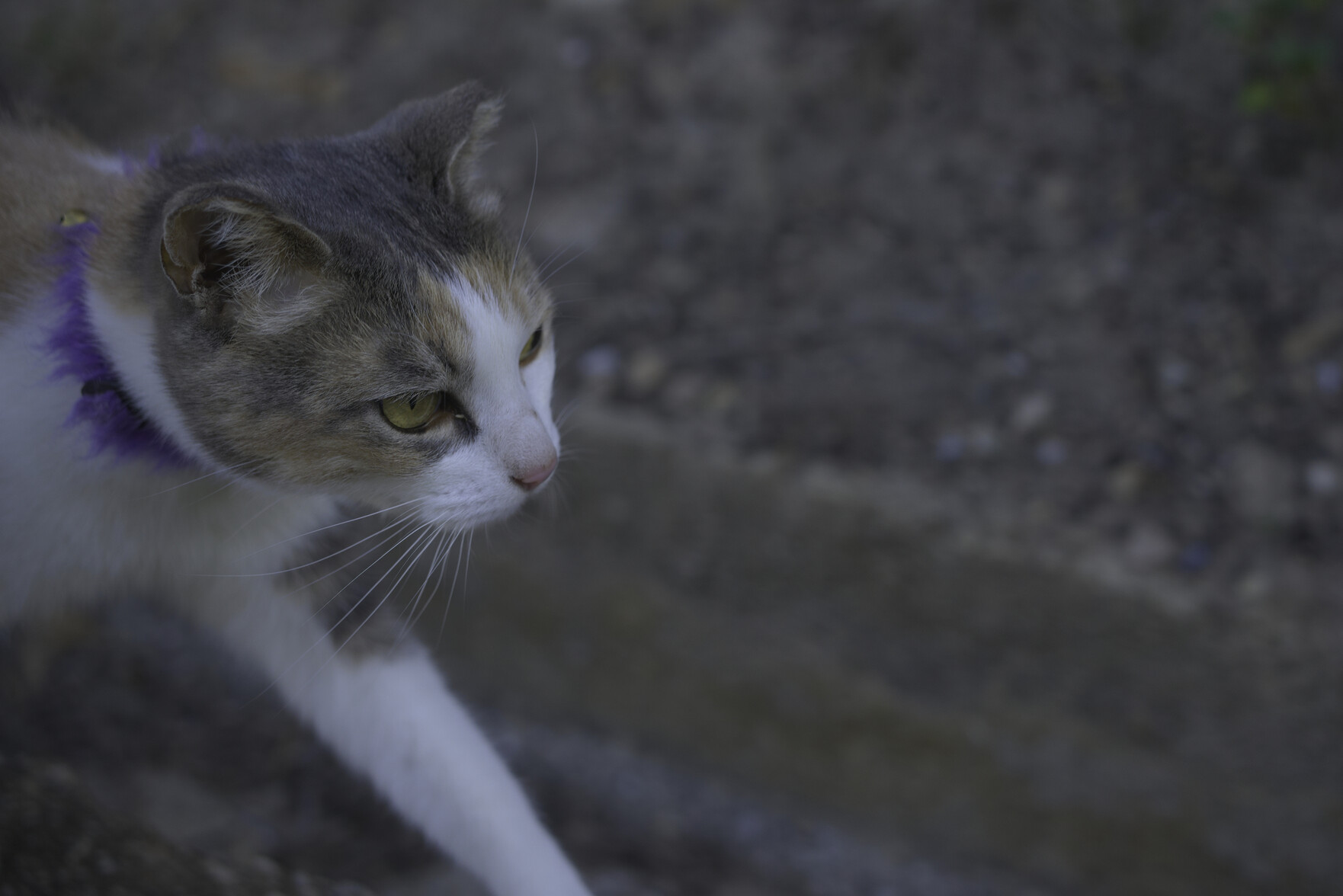 The head and front legs of a brown and white cat walking. Eyes concentrating on the vision ahead
