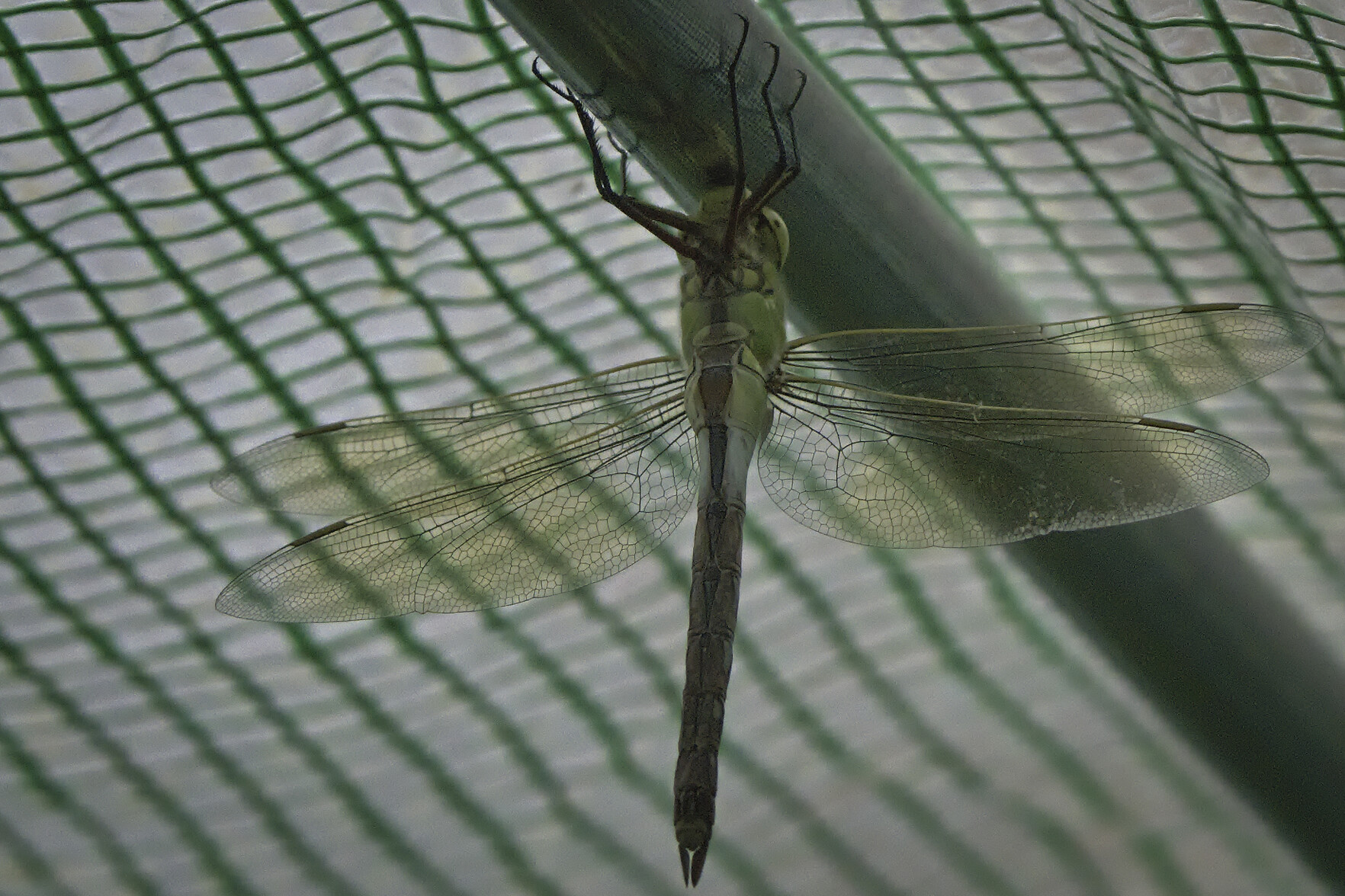 An adult Green Darner dragonfly clings to a metal bar in the roof of a greenhouse