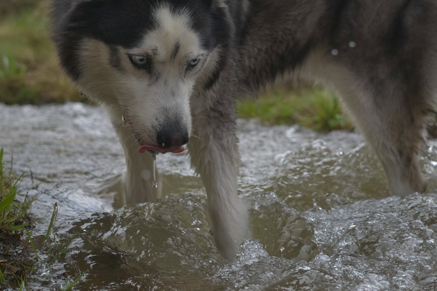 A husky is stood in a stream. He has water dribbling from his mouth