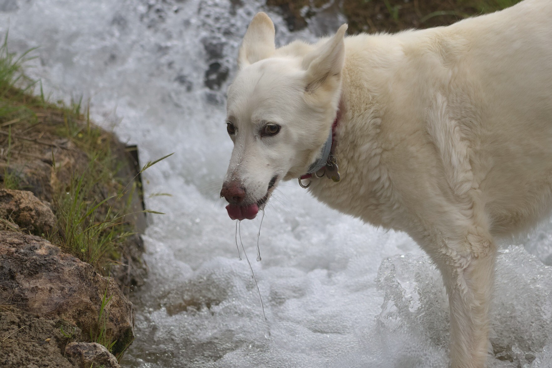 A white dog is stood in a stream. He has water dribbling from his mouth
