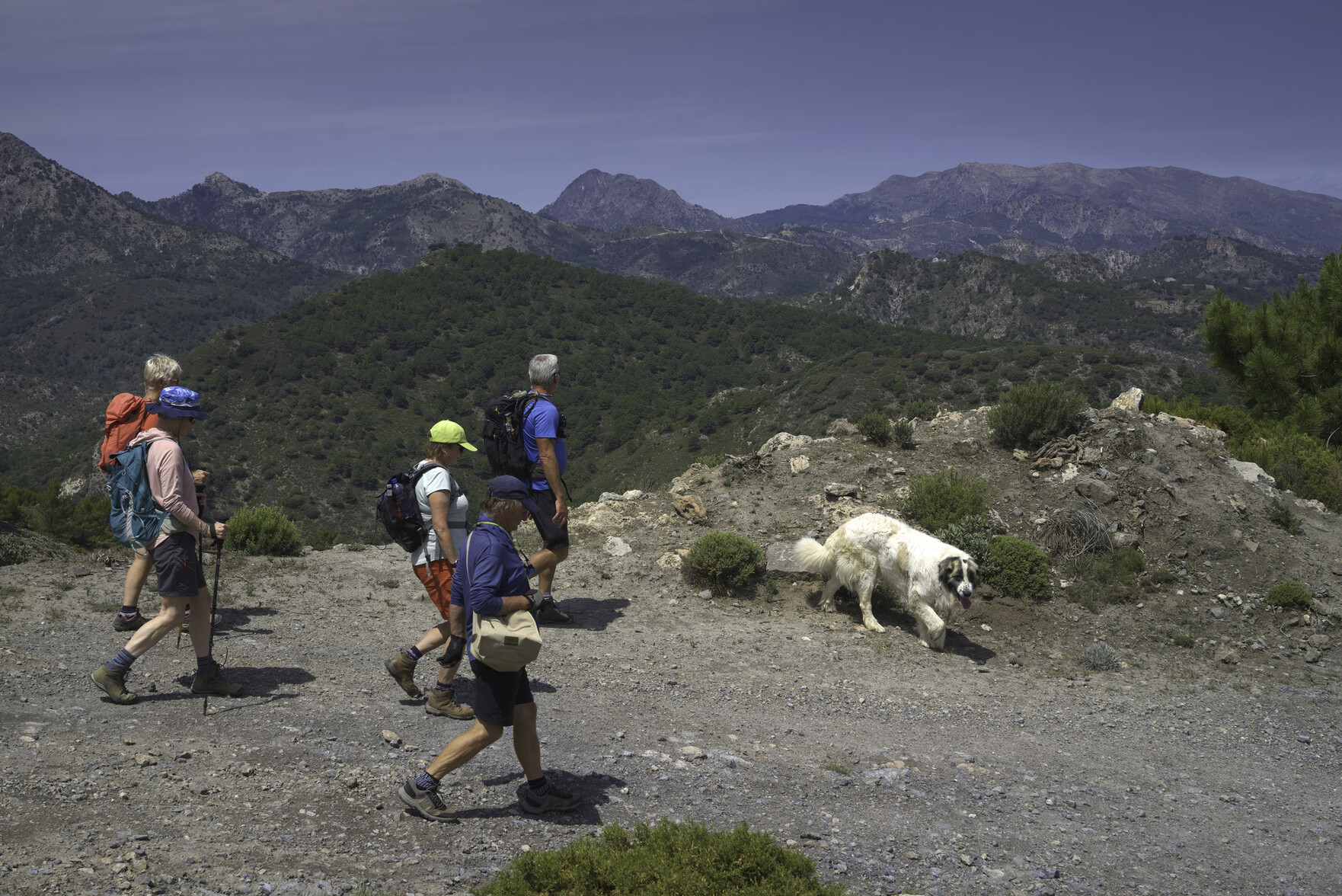 A group of hikers with a white dog in front of them pass along a track. behind then are bigger mountains with blue sky above