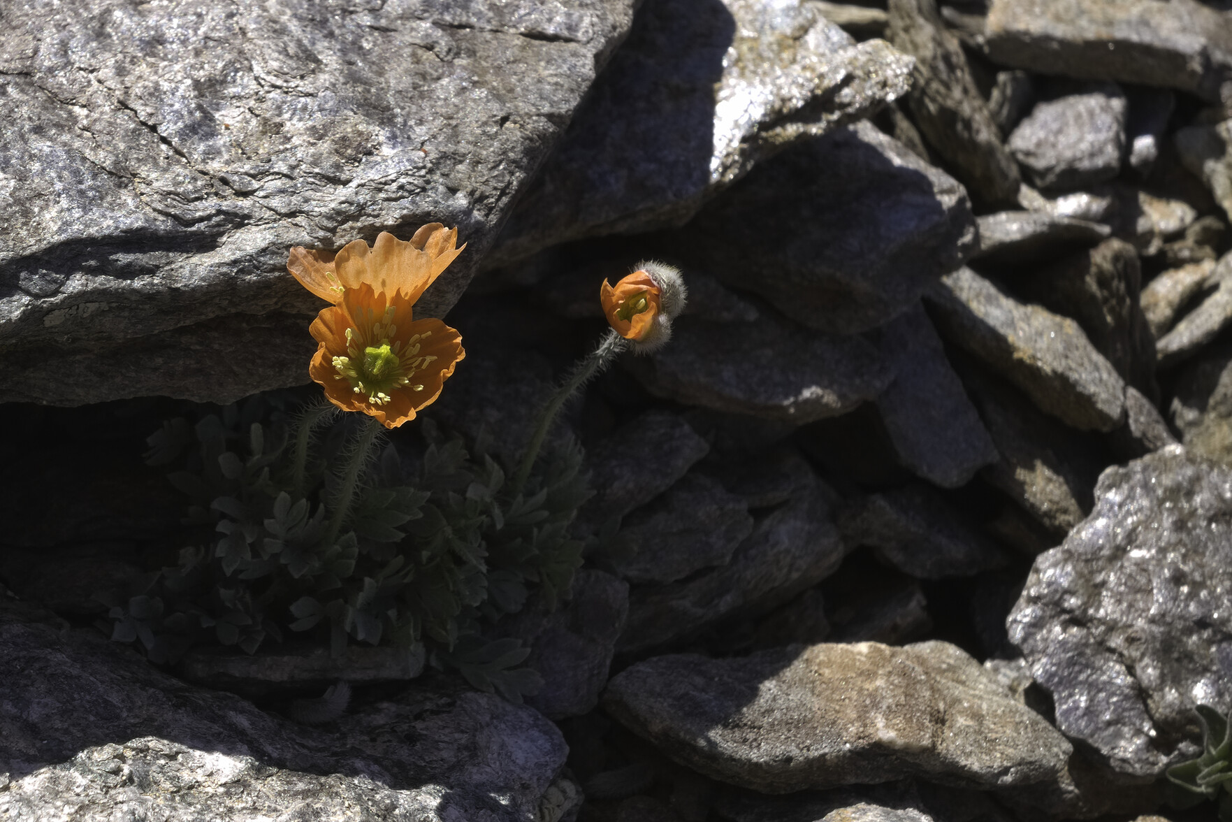 From the shadows of a crack in the rocks a beautiful orange and yellow poppy emerges