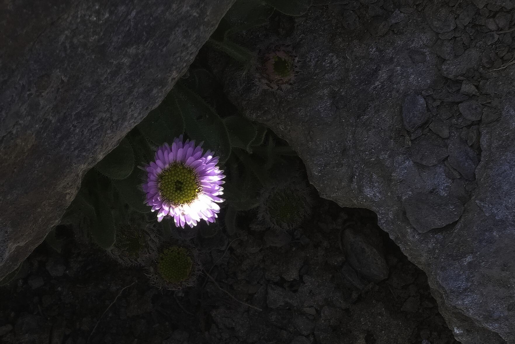 A small pink flower with a yellow interior peaks out from behind some deep shaded rocks