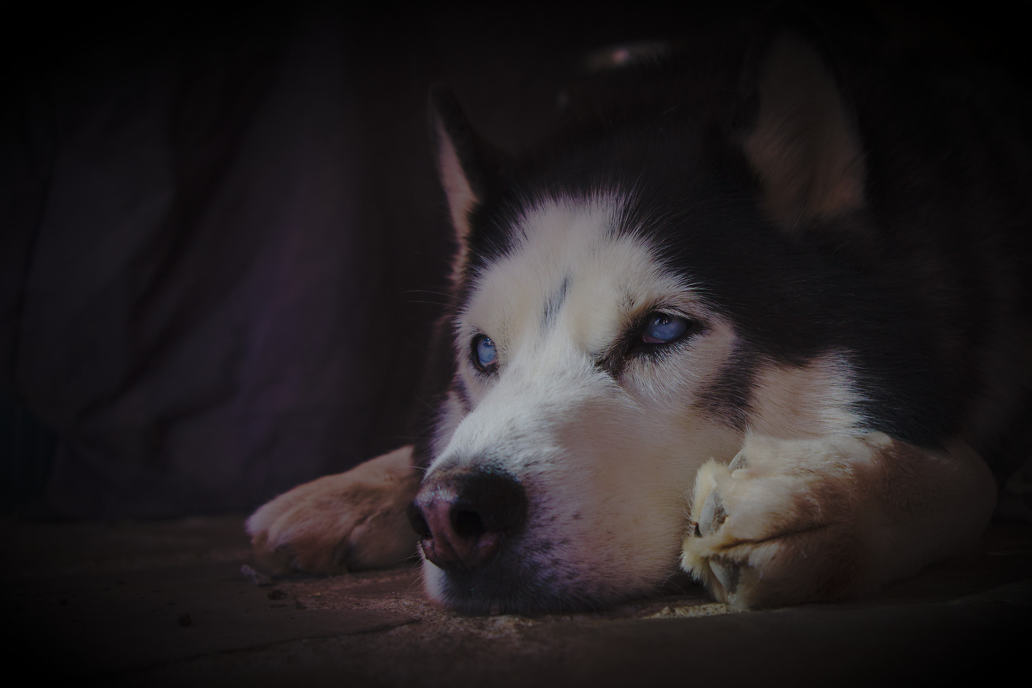 A close up of our husky/malamute dog. White face prominent with blue eyes, dark background 