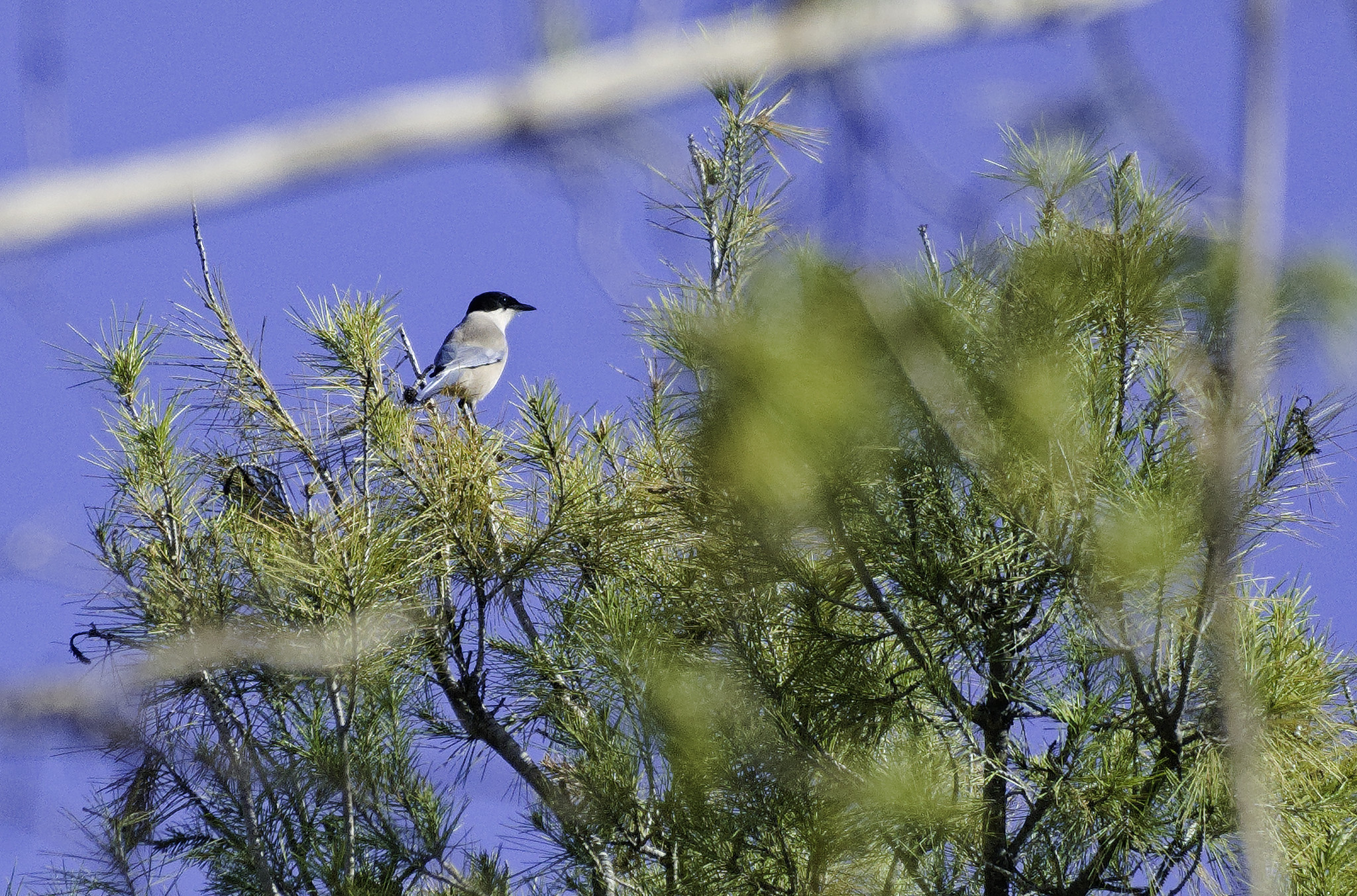 A blue tailed bird sits on a green branch top left of the photo
