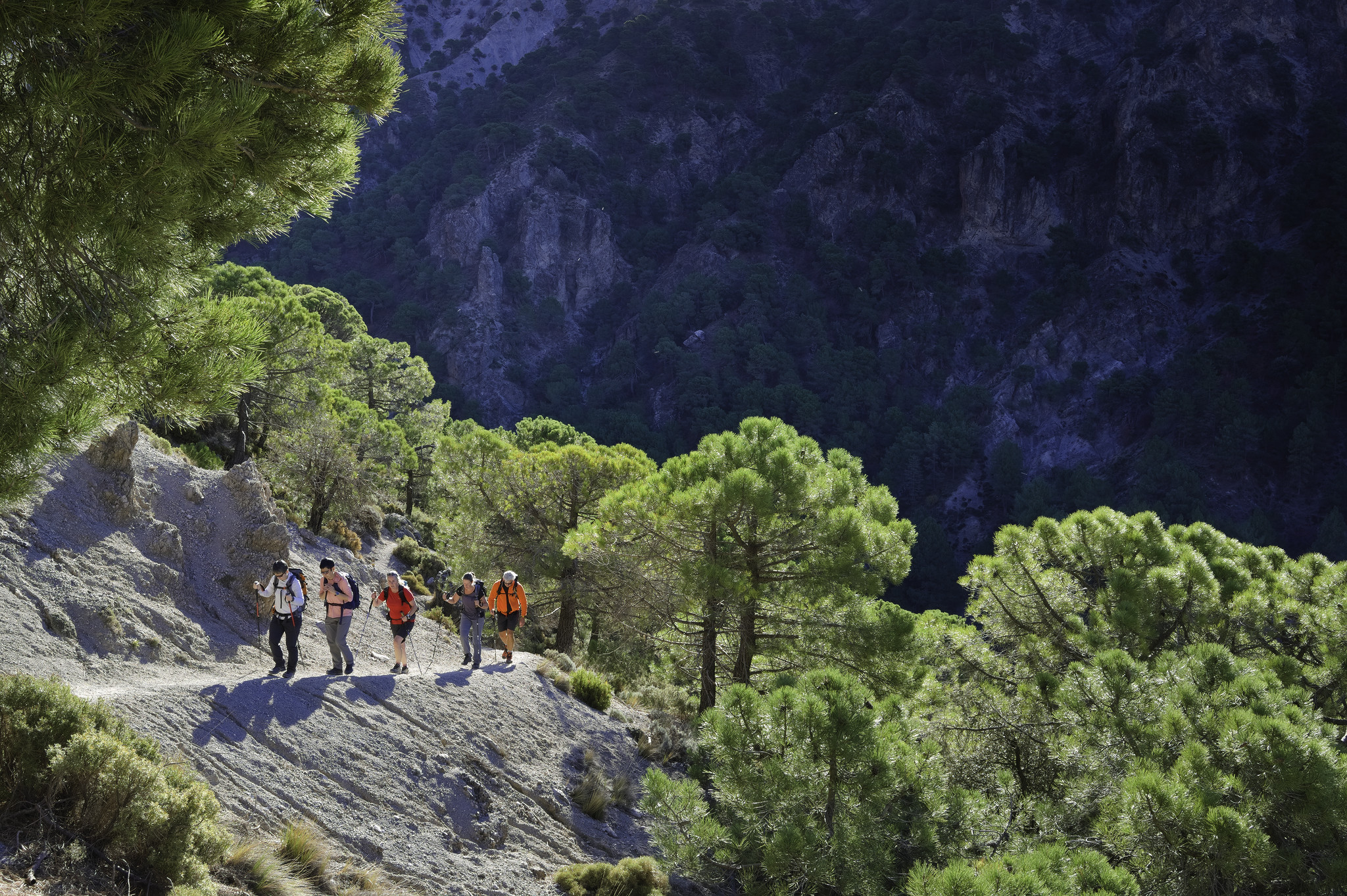 Hikers walk along a sunlit path in the mountains. behind a tree filled background in shadow. Lots of green pine trees lit up by the sun