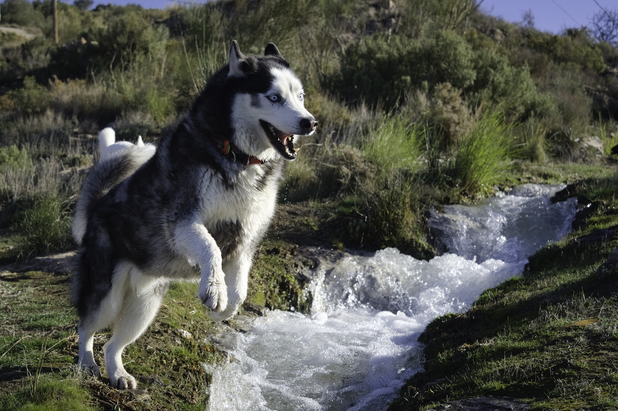 A black and white husky cross about to take off and jump over a fast flowing stream