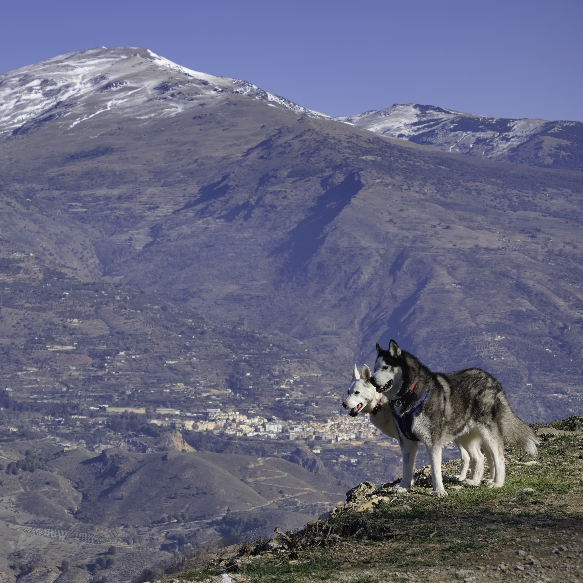 A husky and a white shepherd mix dog stand high above a town with snow covered mountains behind