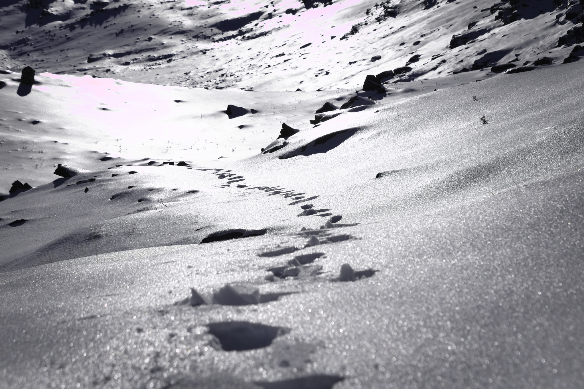 Tracks in the snow coming in from the left lead directly towards the viewer