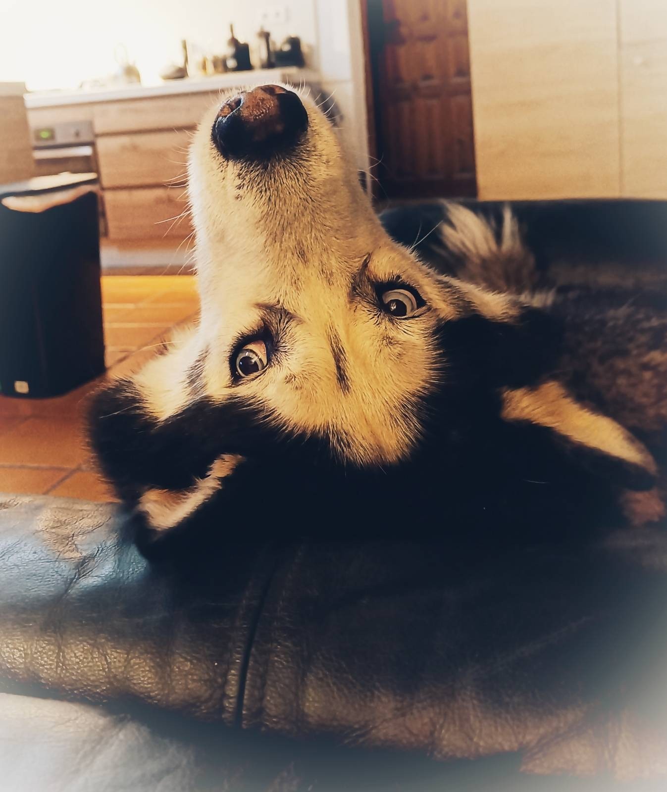 An upside down face of a husky dog lying on a sofa