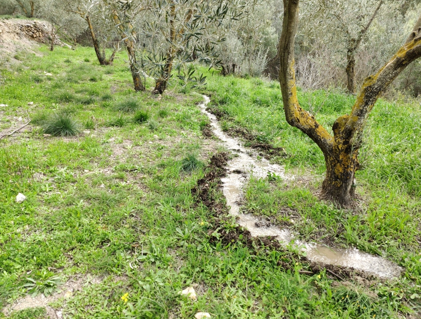 A water channel winds it way between olive trees on a grassy green terrace