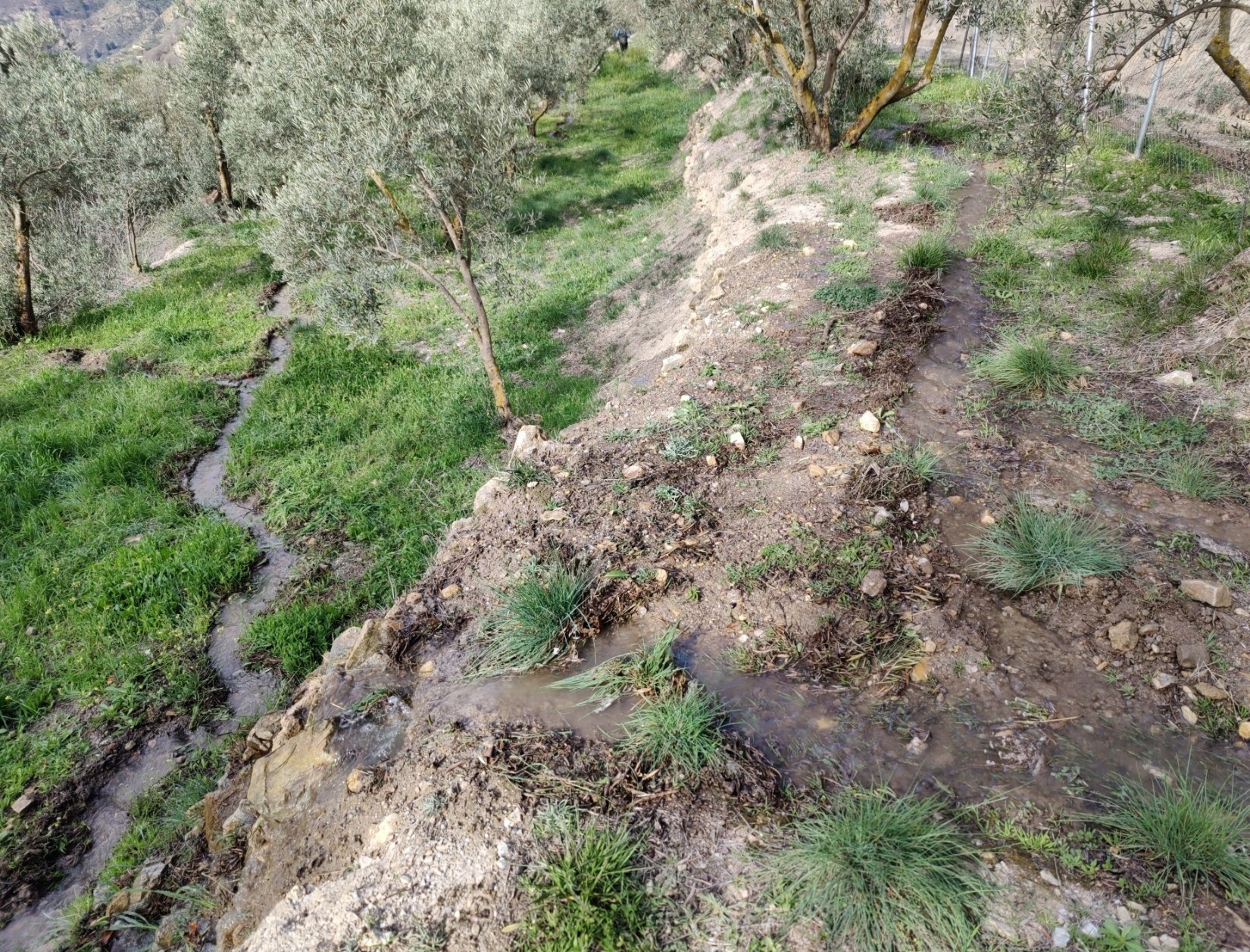 Water drops over from one terrace to another. The lower water channel winds it way between olive trees on a grassy green terrace