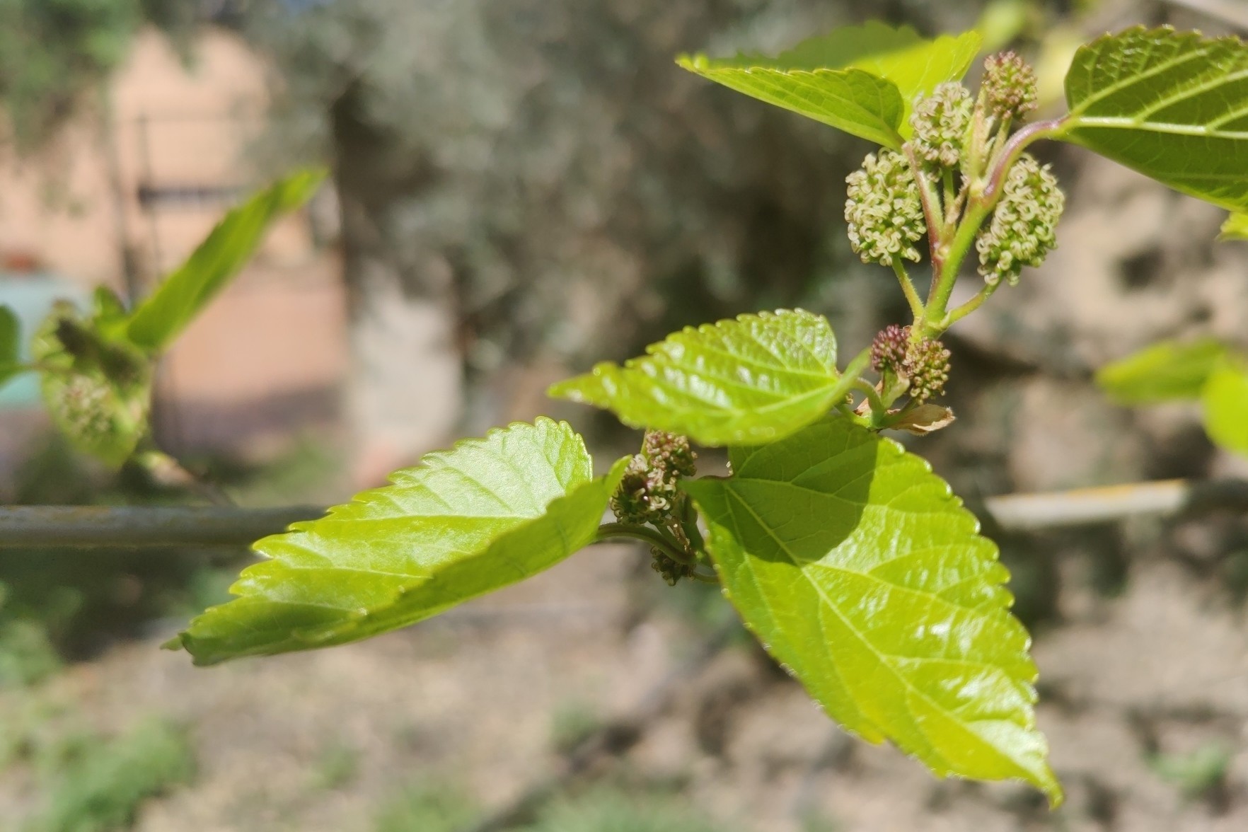 Mulberry buds on a tree and some green leaves
