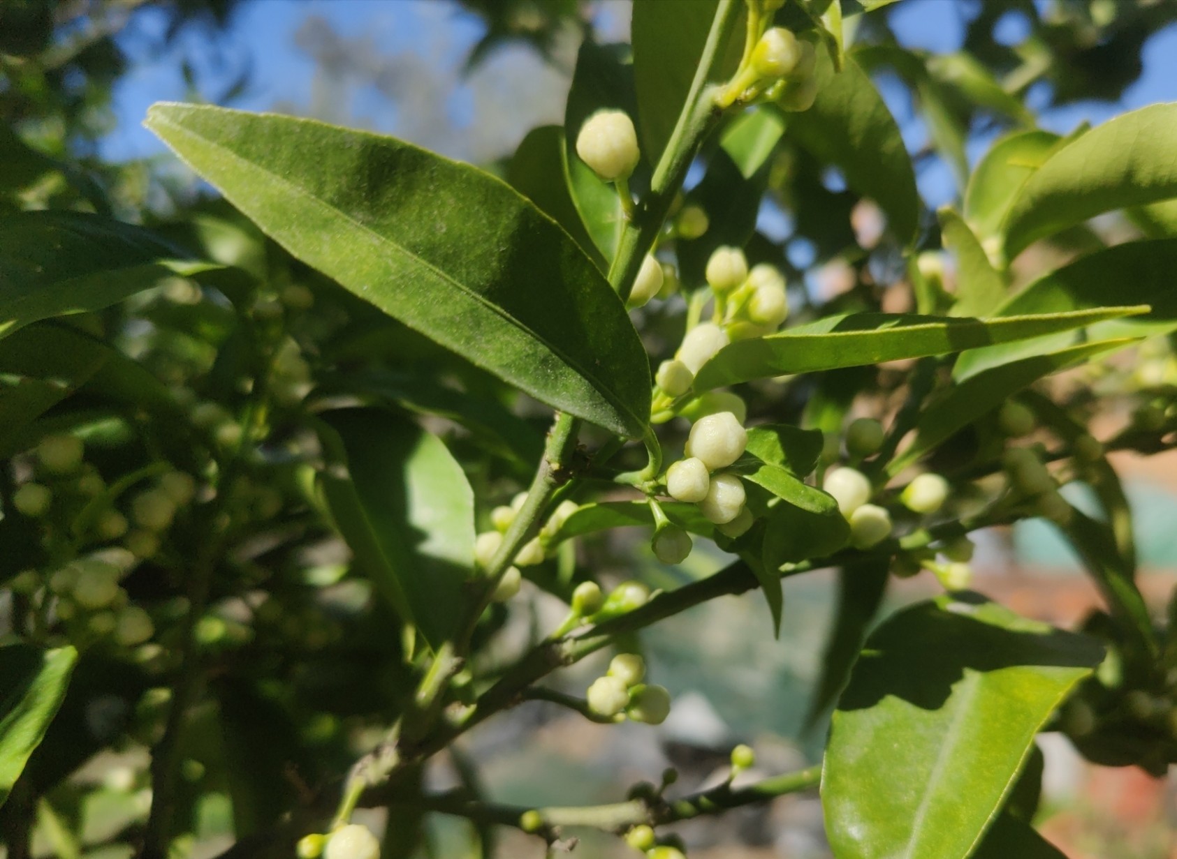 Pale green Mandarin buds on a tree with green leaves
