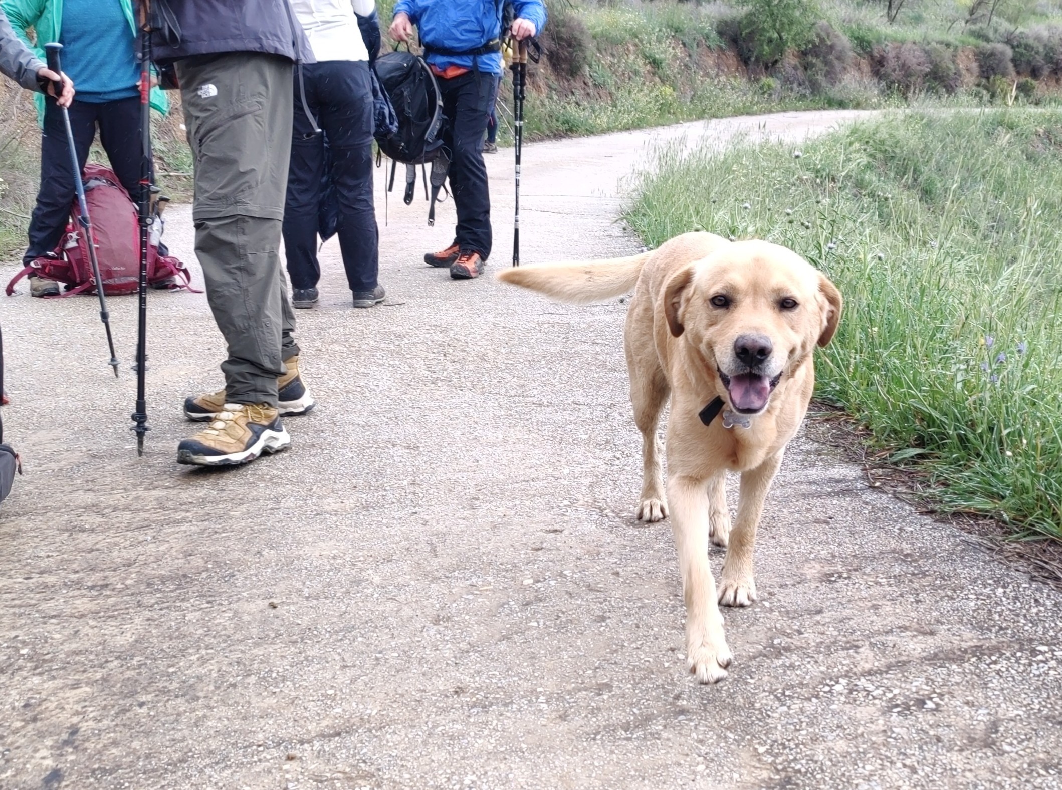 "Tom" a friendly local dog from Restabal who decided to come with us today and accompanied us throughout our hike.