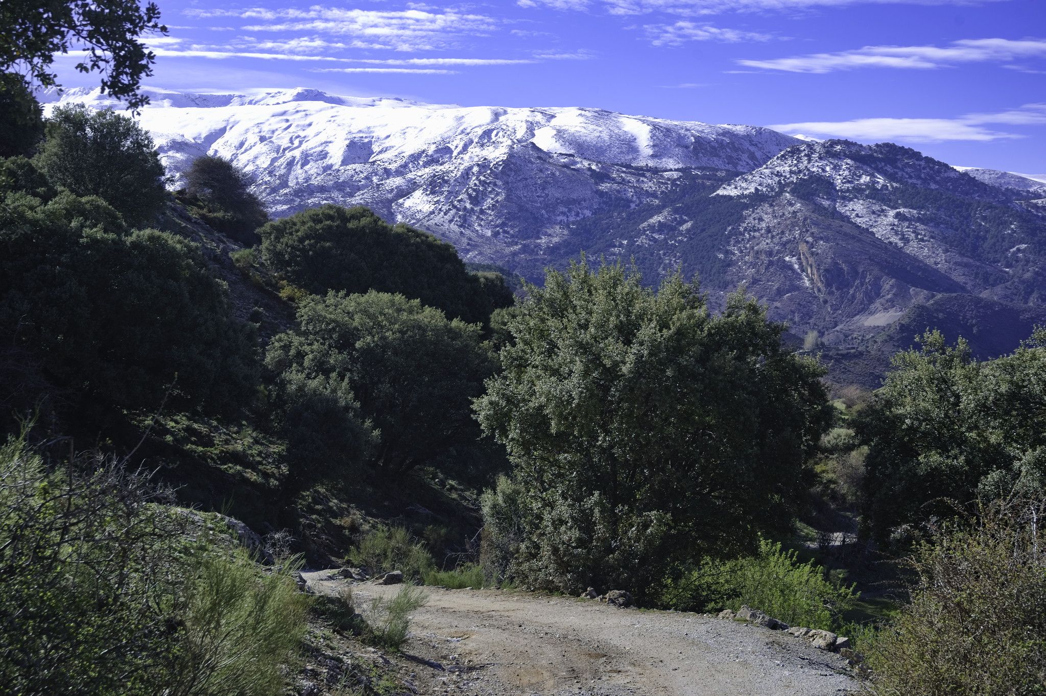 A forest track leads into some woods. At the back rise the snow covered Sierra Nevada mountains of Spain