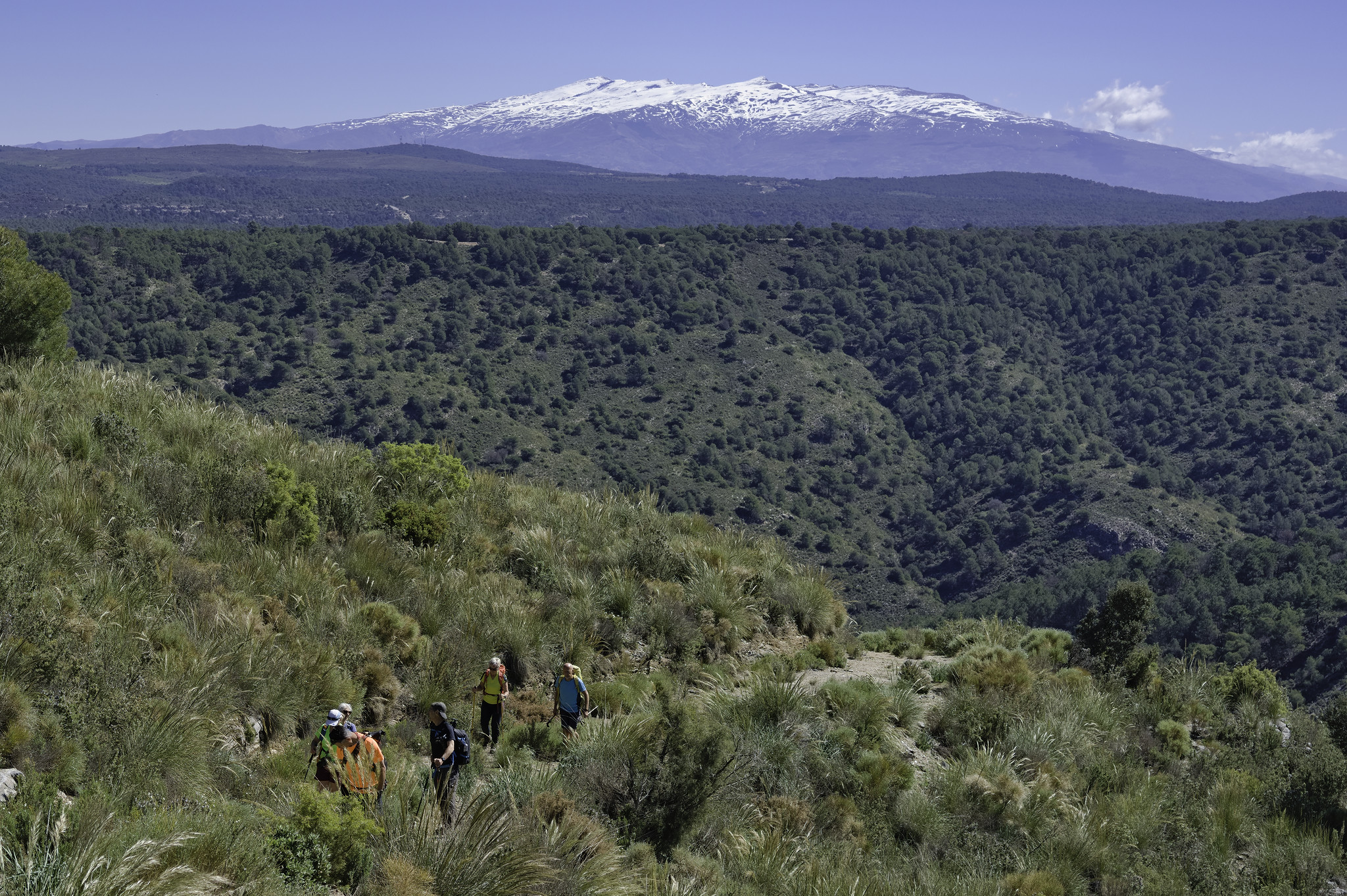 A group of hikers ascends a path amongst shrub land. In the distance the snow covered mountains of the Sierra Nevada