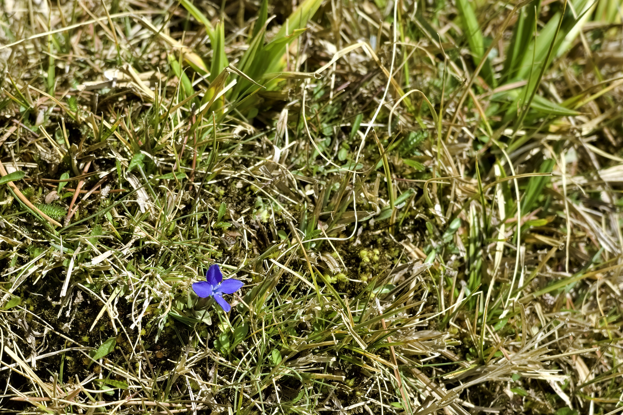 A solitary small blue plant (gentian) sits amid a hillside of green grasses